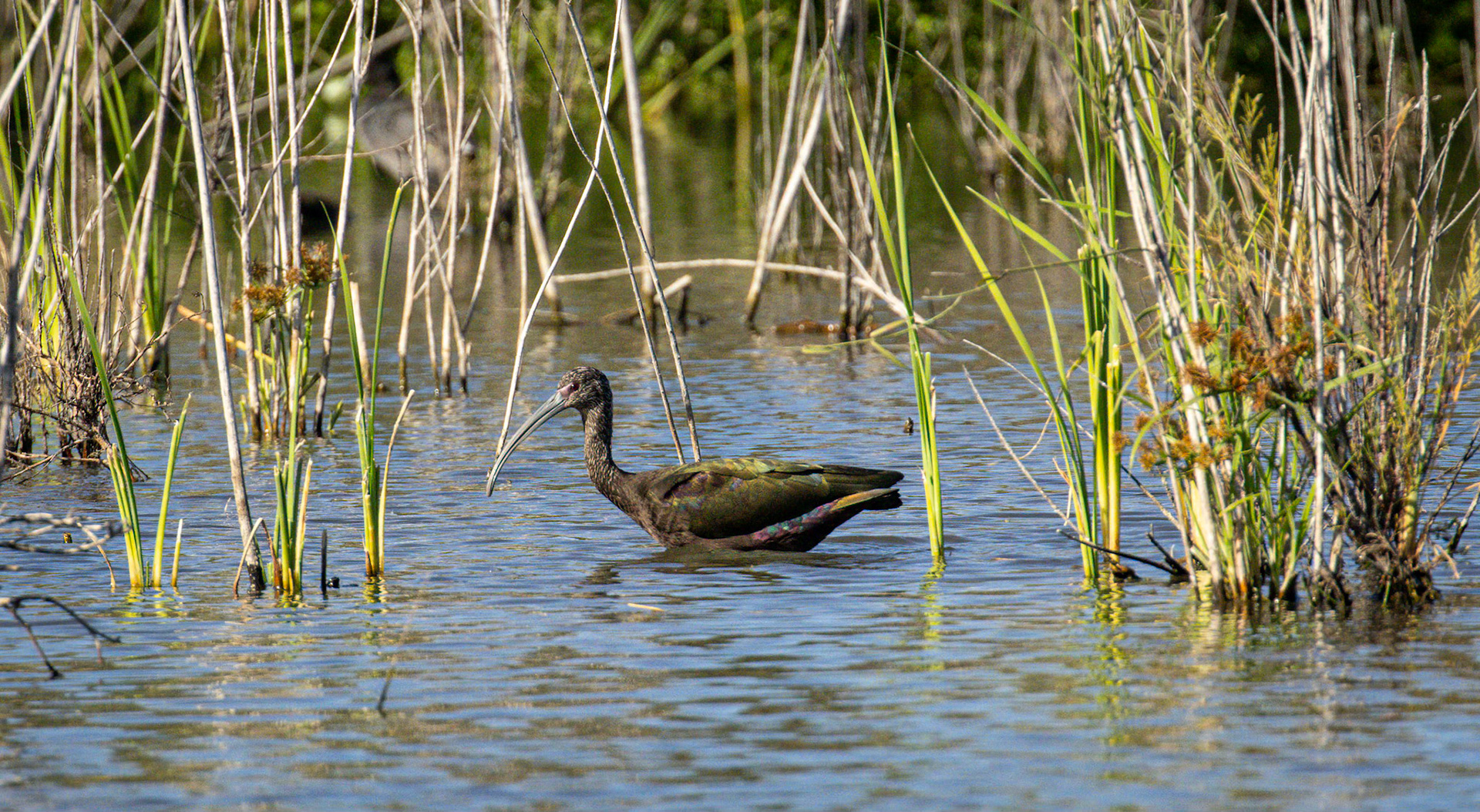 White-faced Ibis, White Ibis