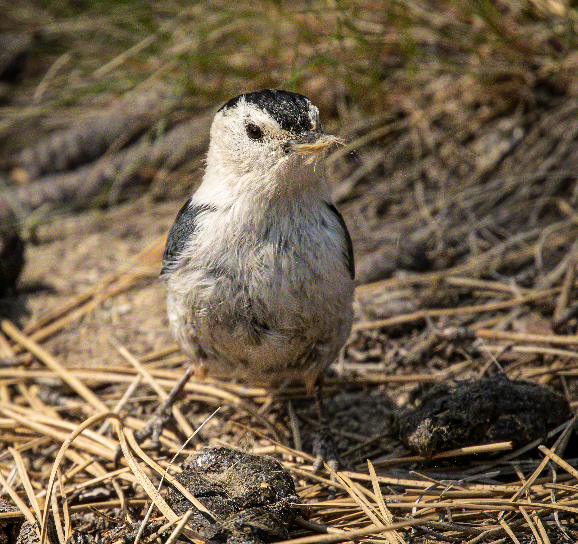 White-breasted Nuthatch