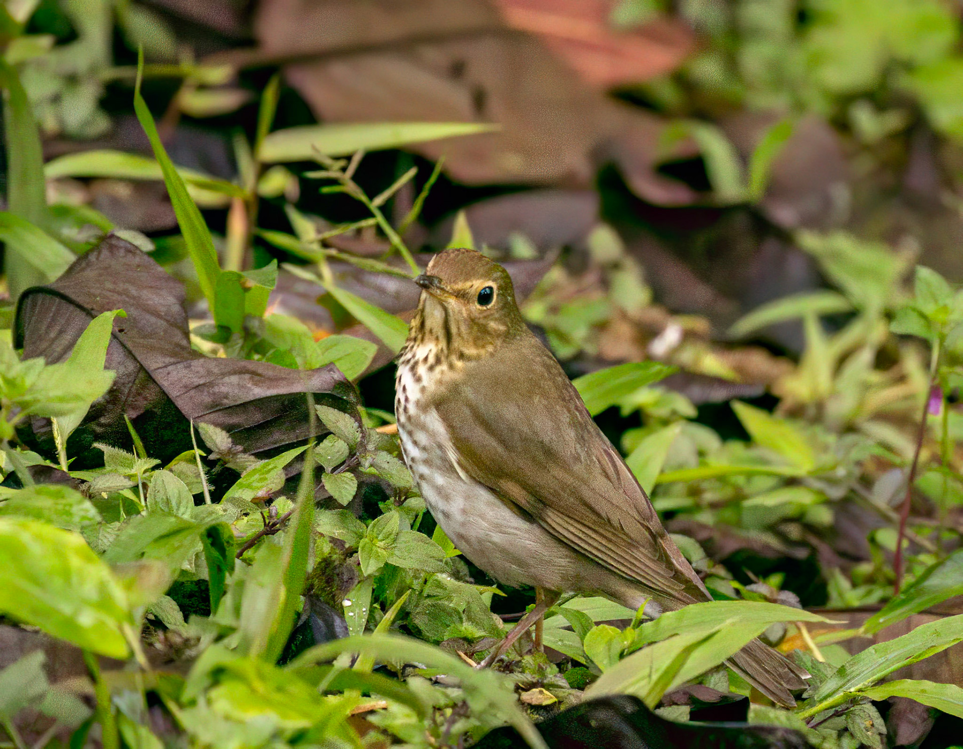 Swainson's Thrush