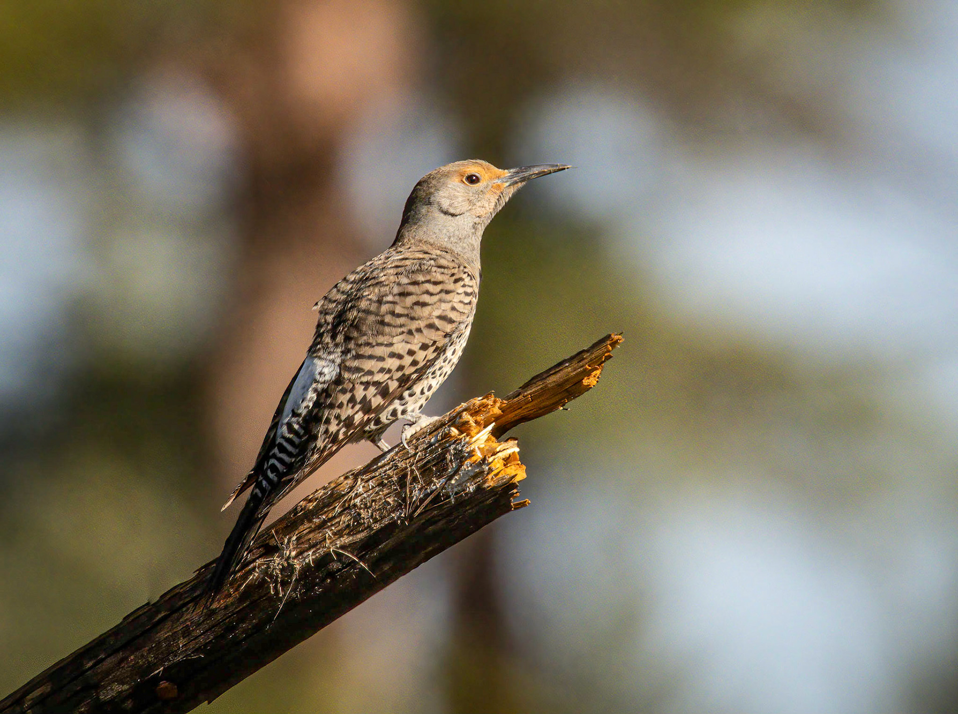 Northern Flicker