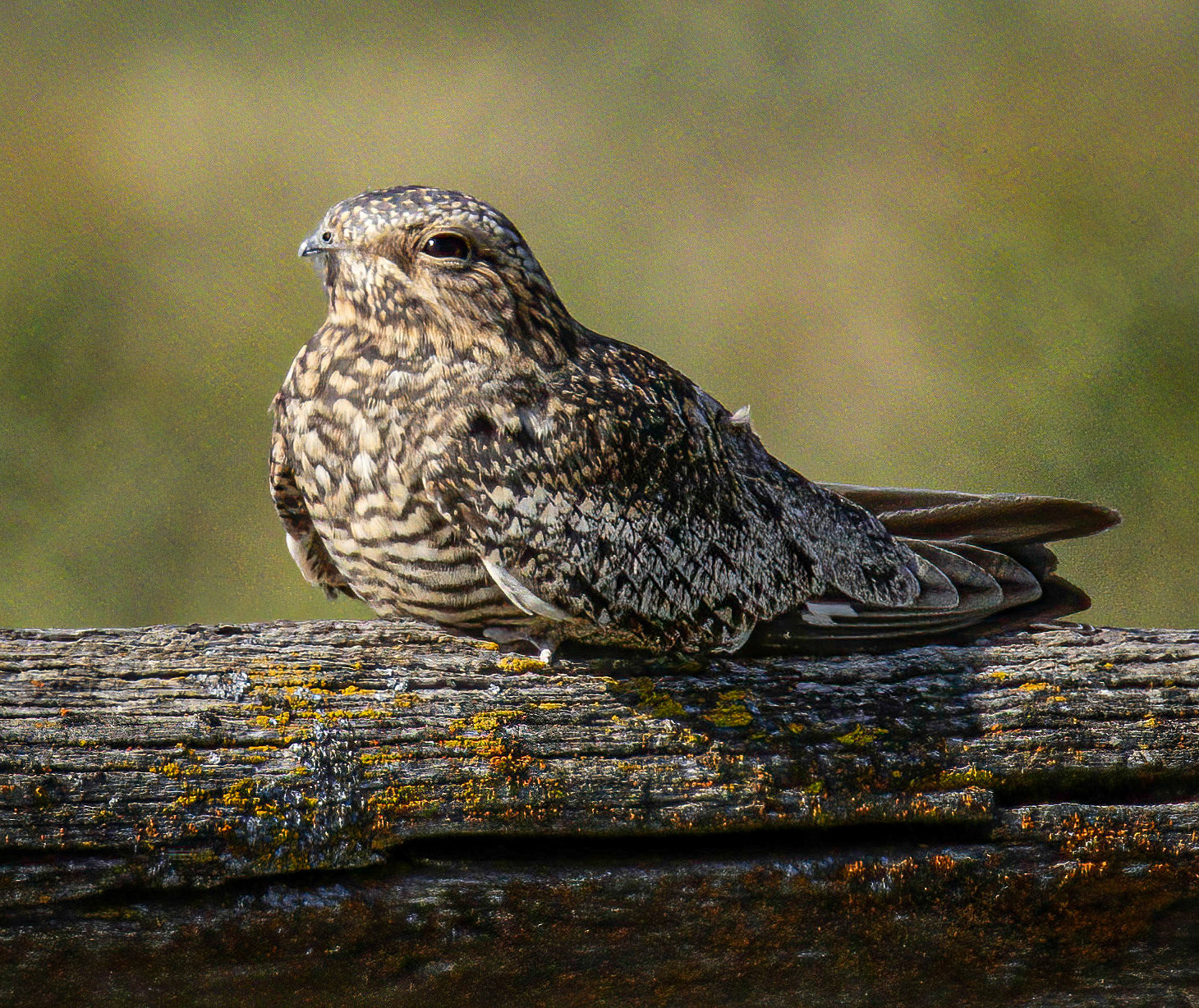 Common Nighthawk