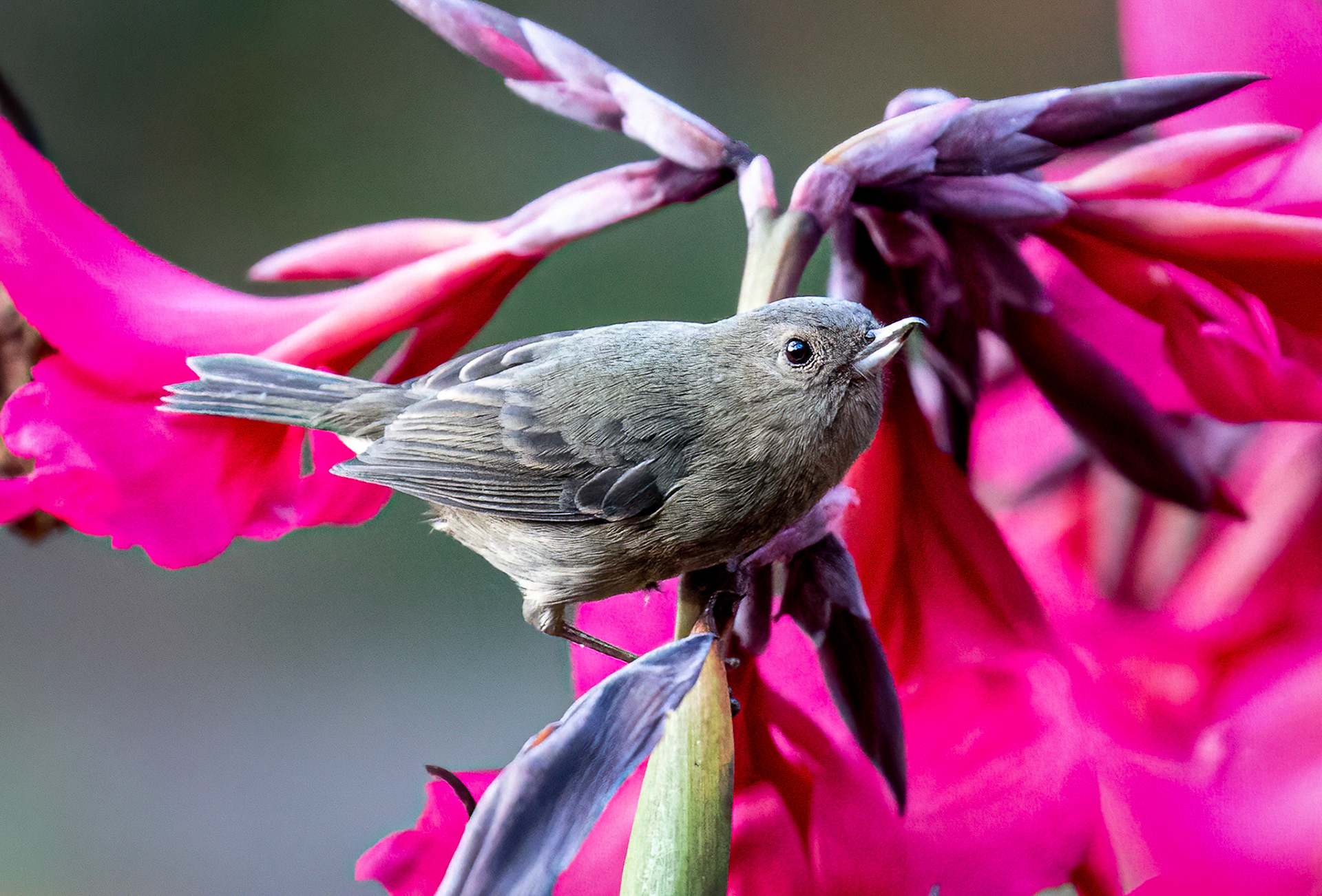 Slaty Flowerpiercer
