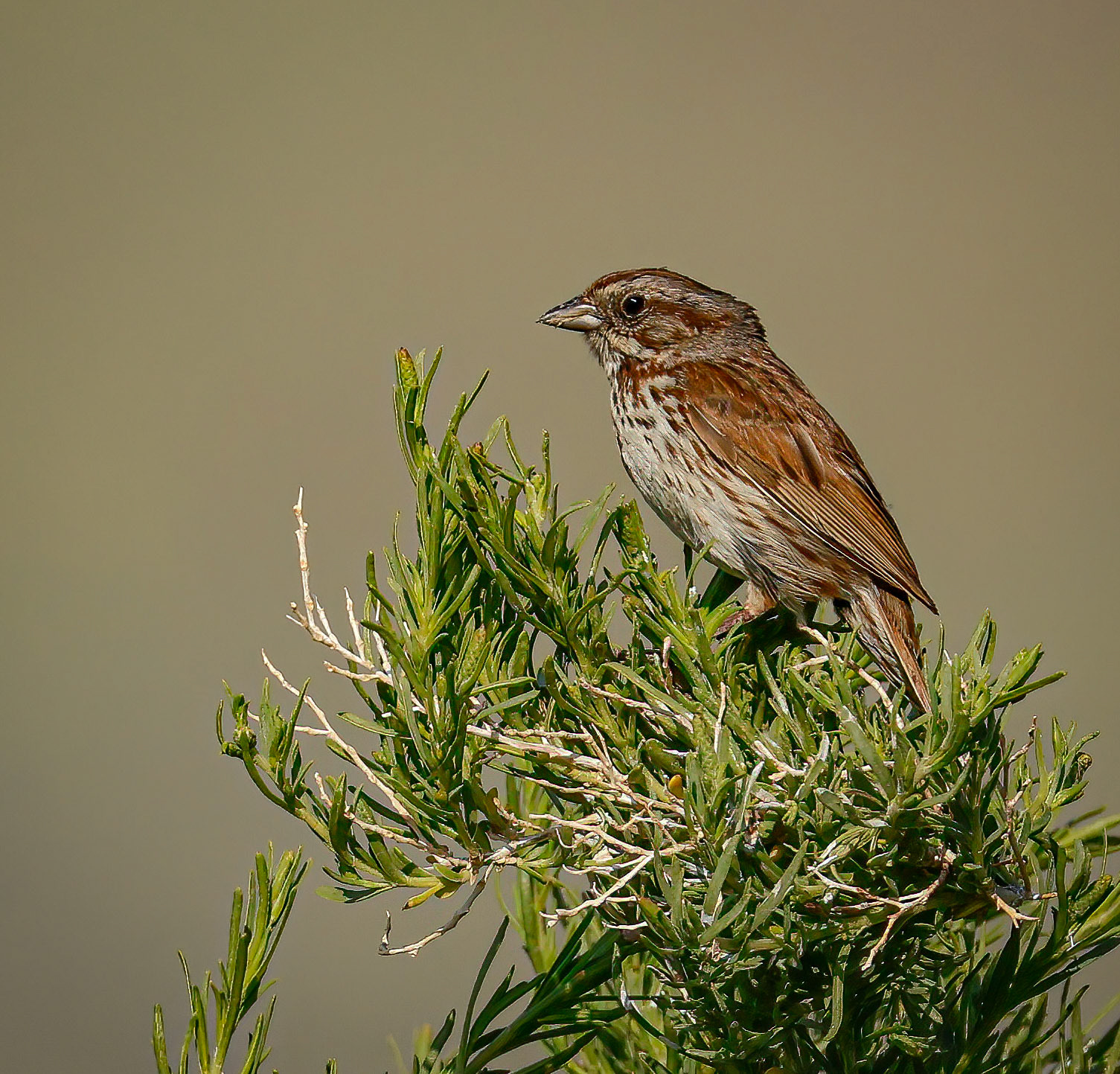 Song Sparrow