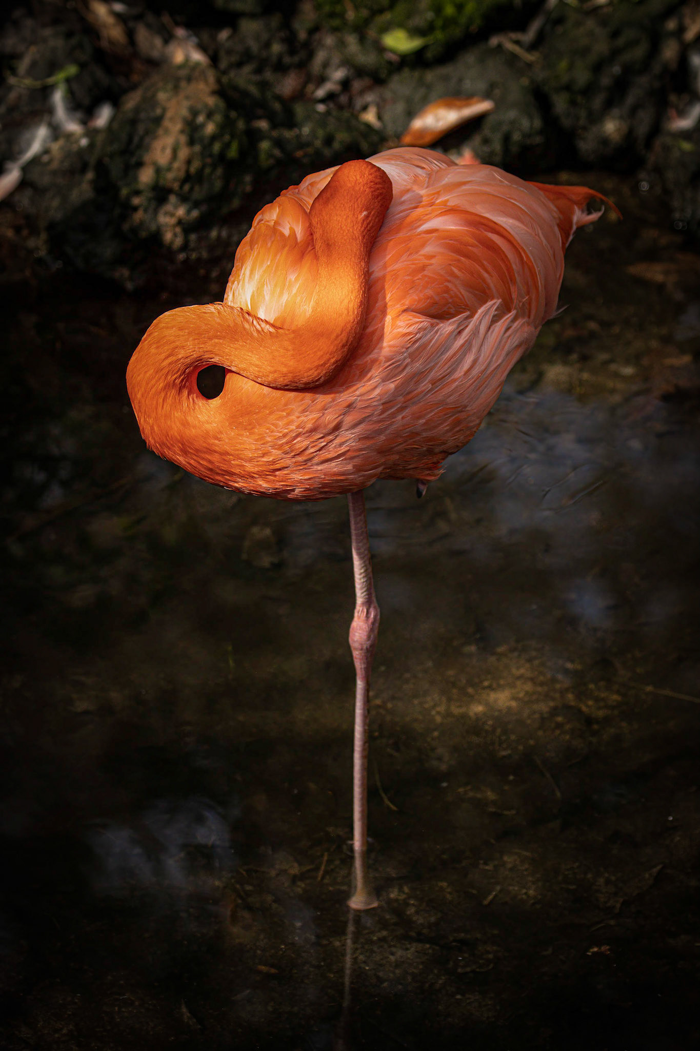 Flamingo