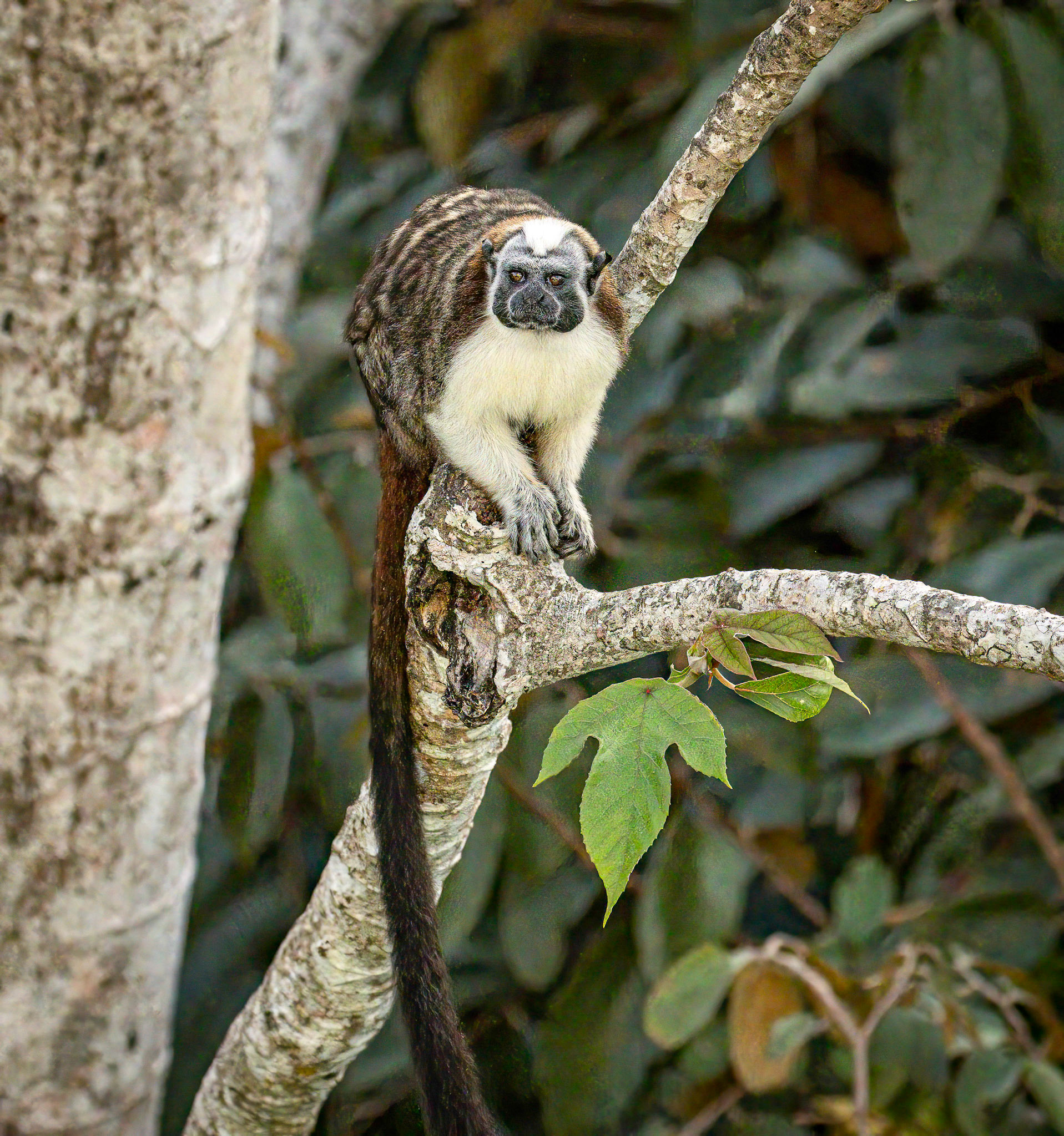 Rufous-naped Tamarin from atop the Canopy Tower.