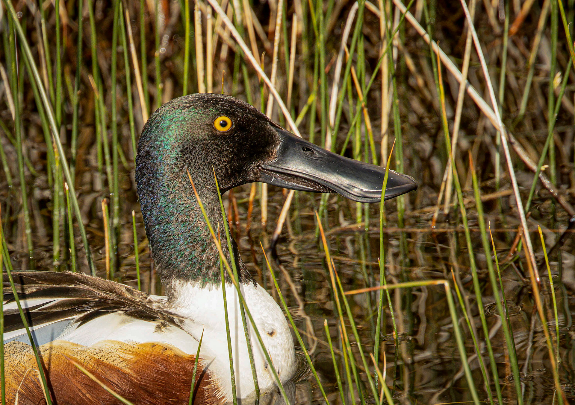 Northern Shoveler