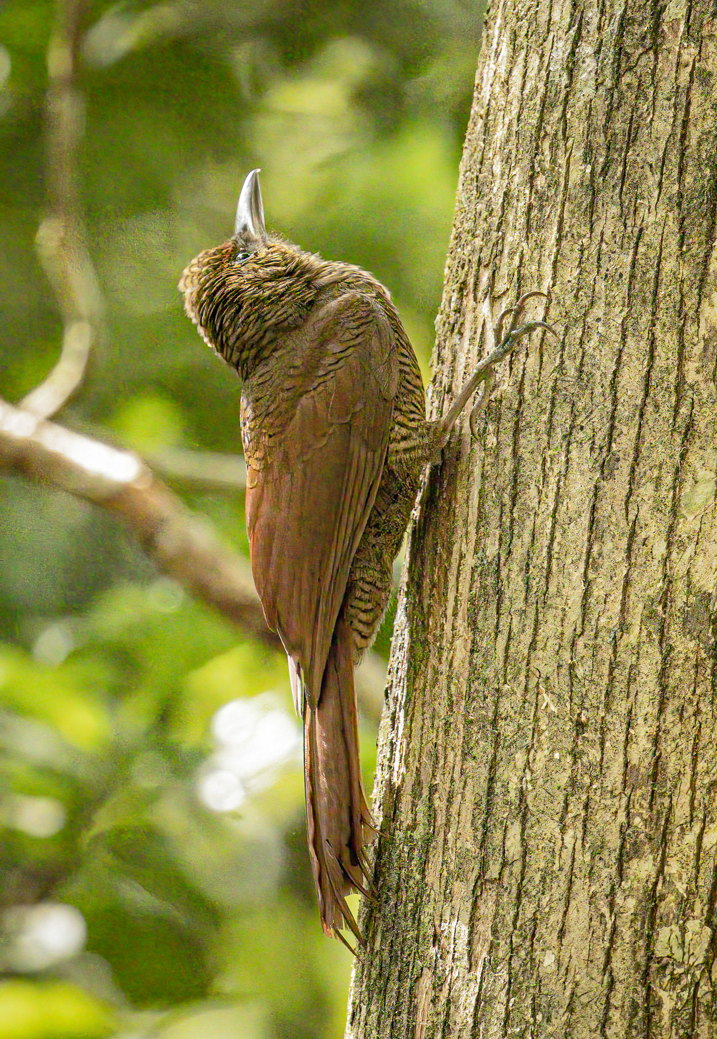 Northern Barred-Woodcreeper