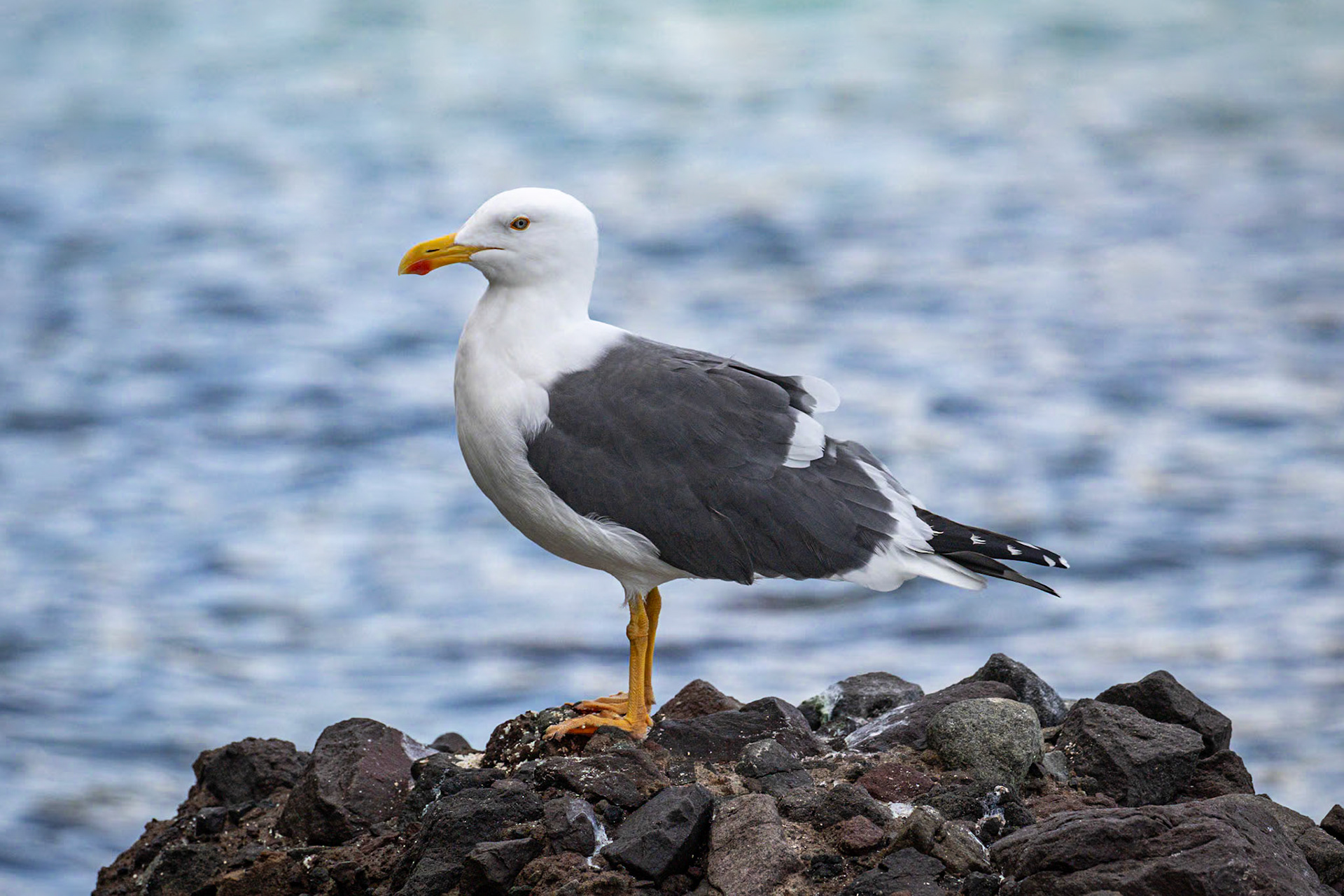 Yellow-footed Gull