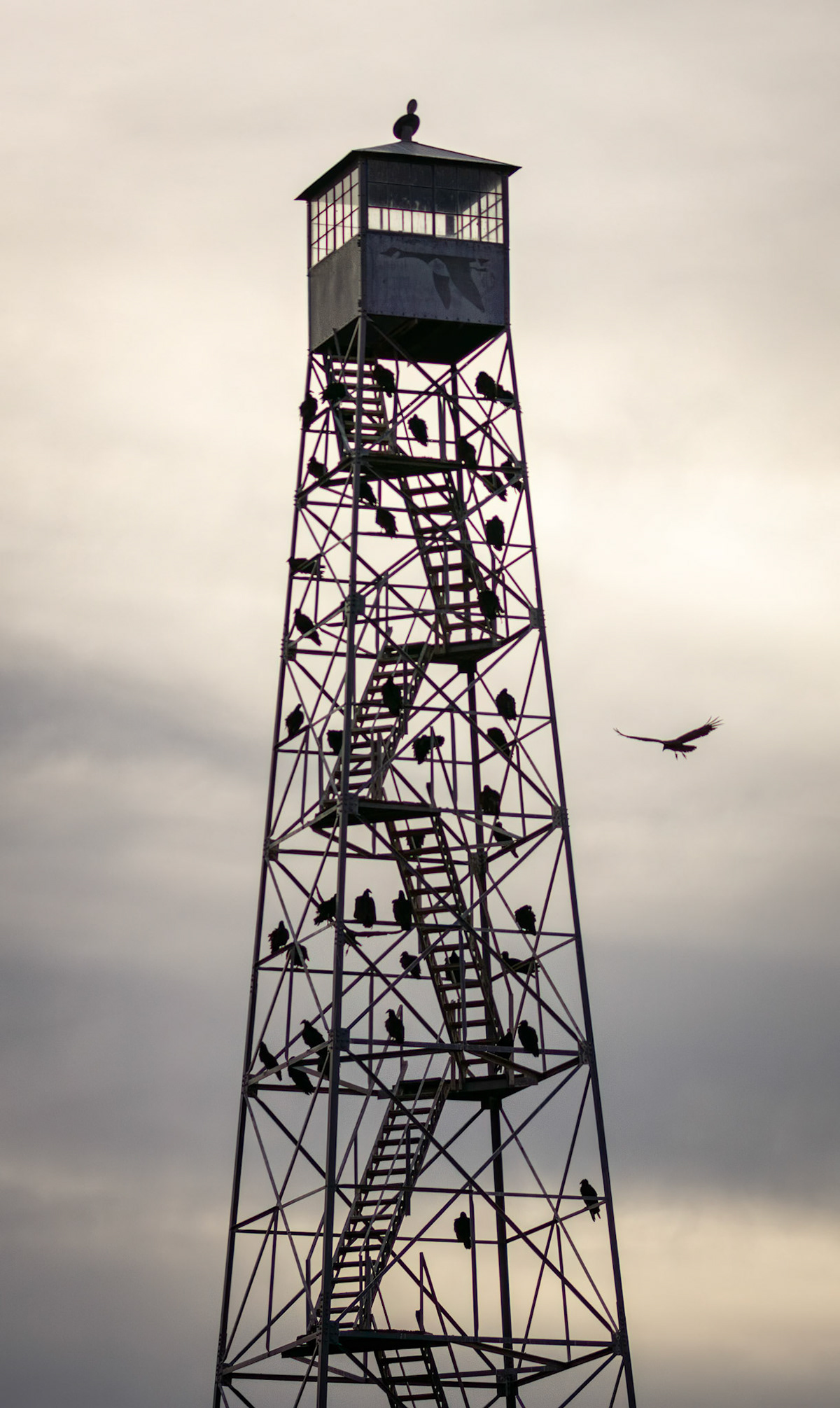 Turkey Vultures roosting on Malheur's P Ranch tower.
