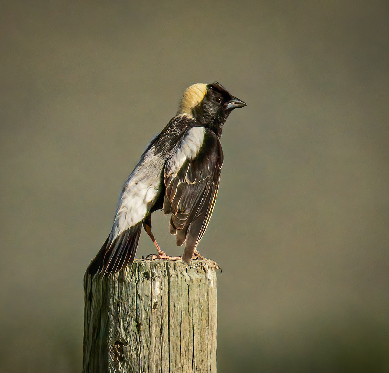 Bobolink