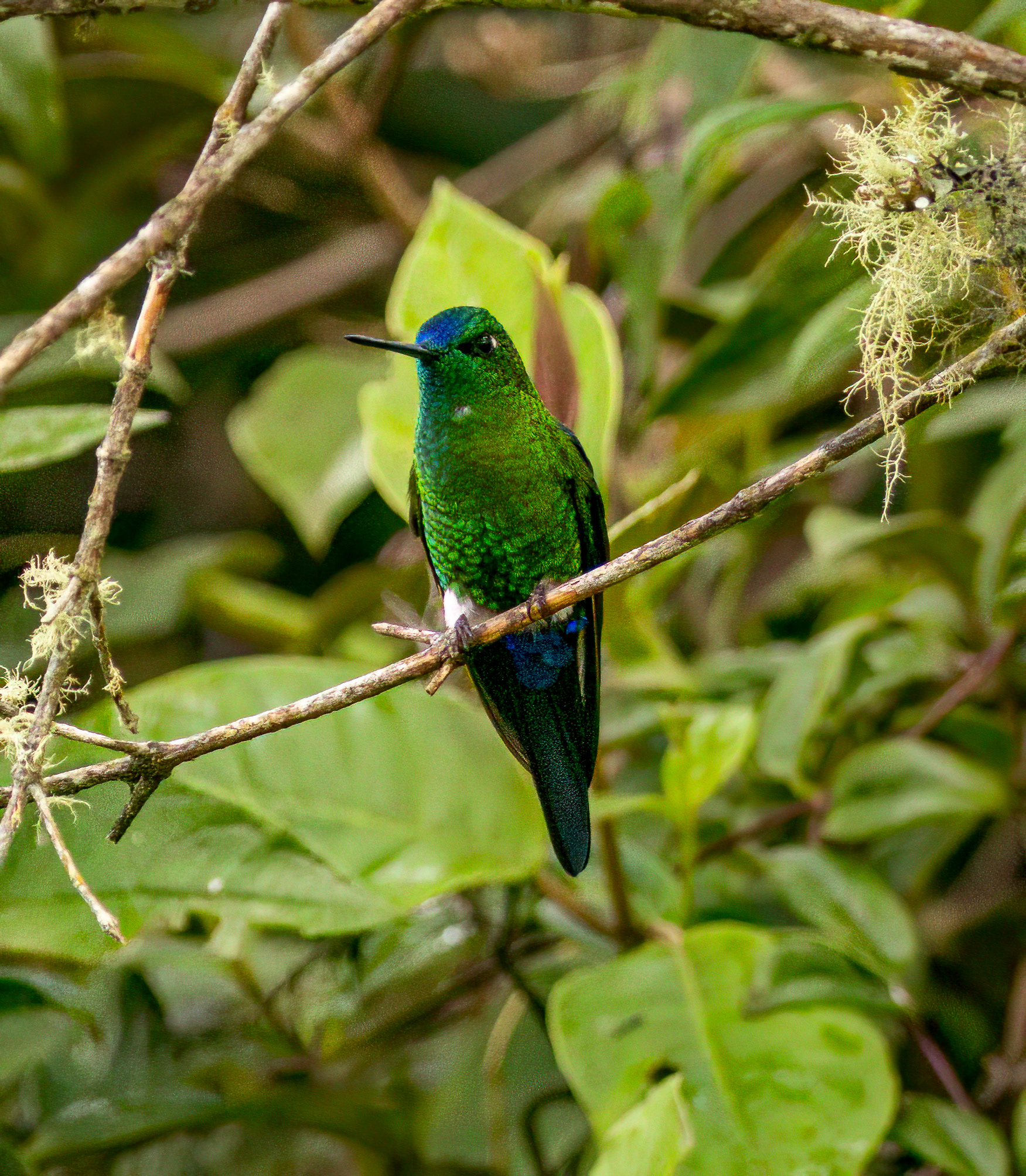 Sapphire-vented Puffleg