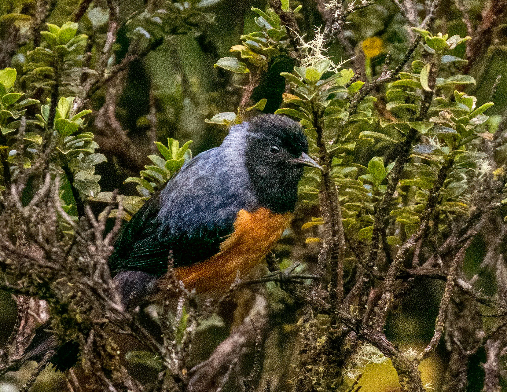 Blue-backed Conebill