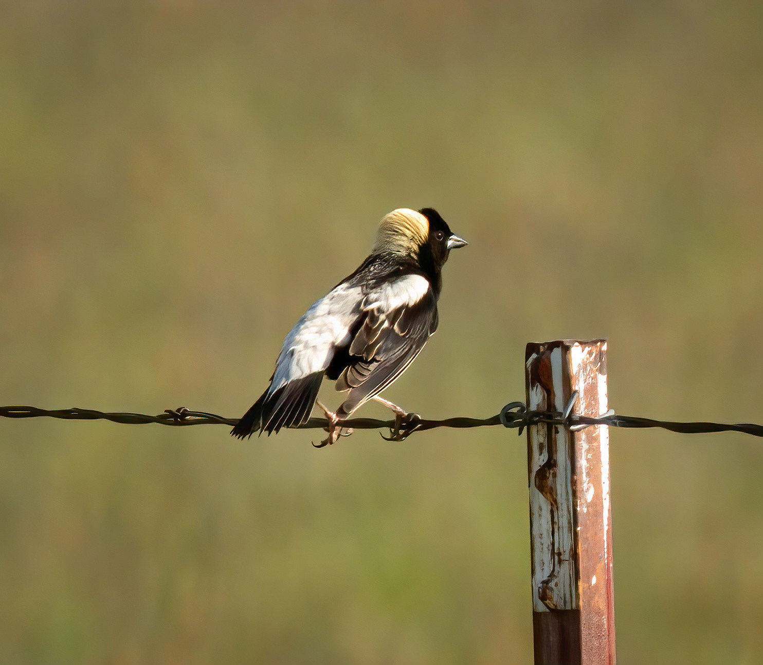 Bobolink