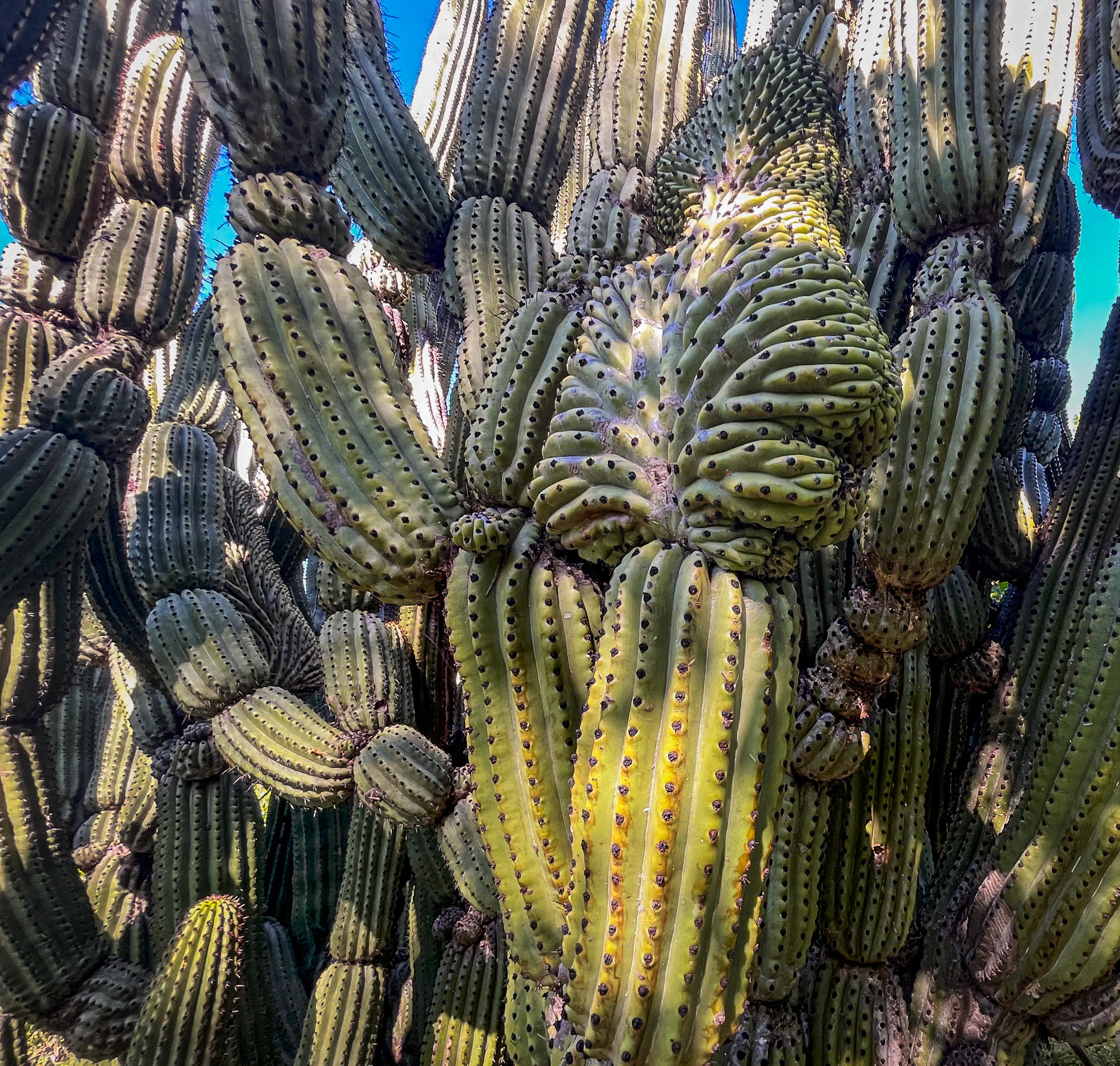 Santuario de los Cactus