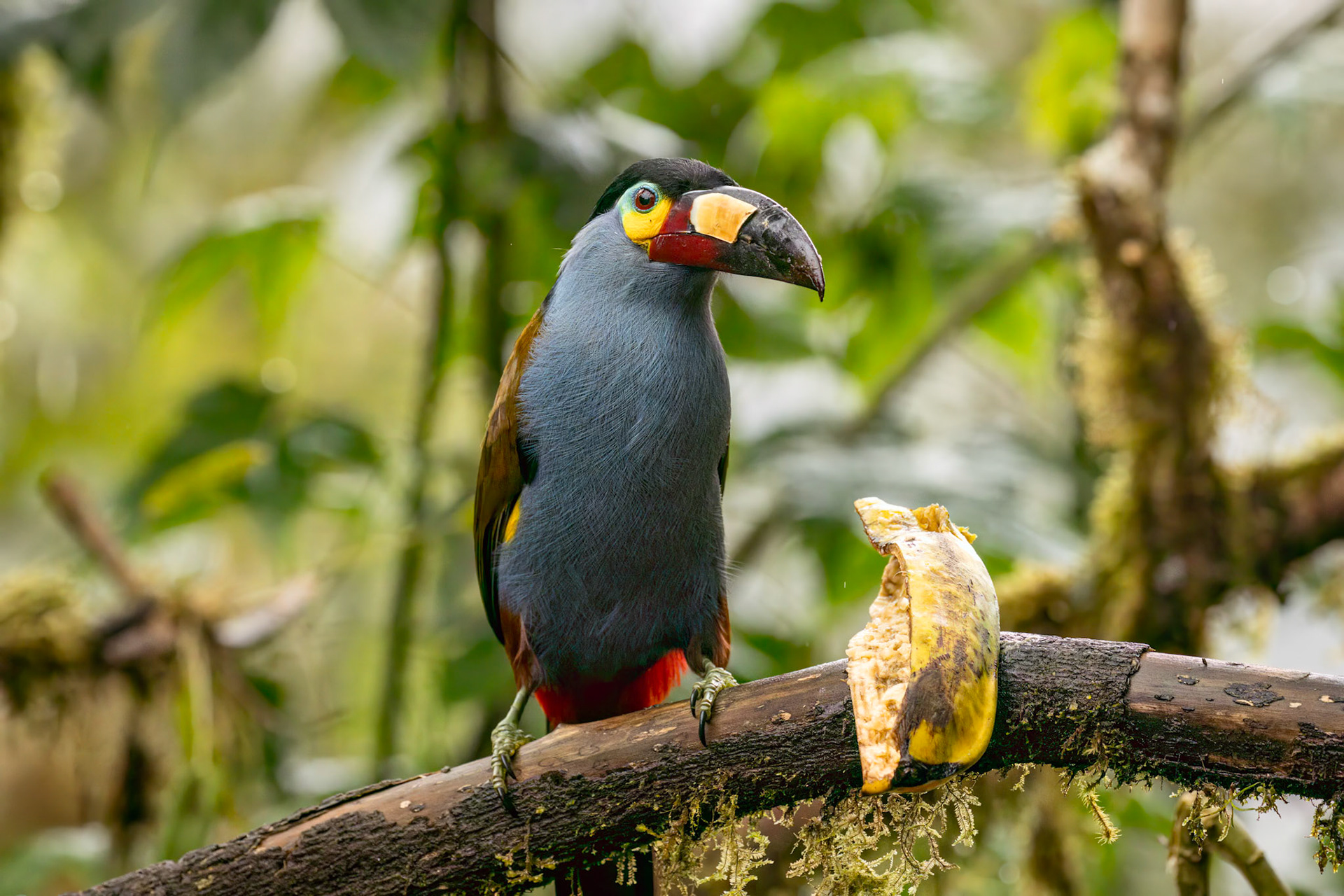 Plate-billed Mountain-Toucan