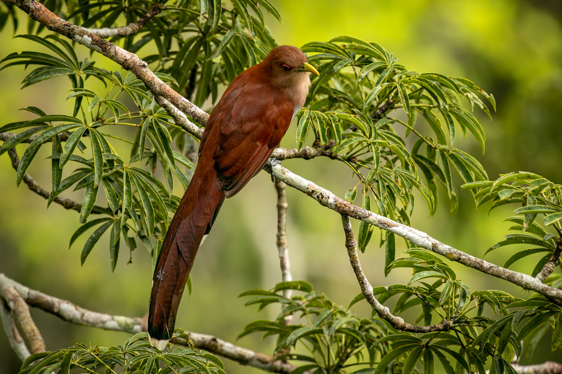 Squirrel Cuckoo