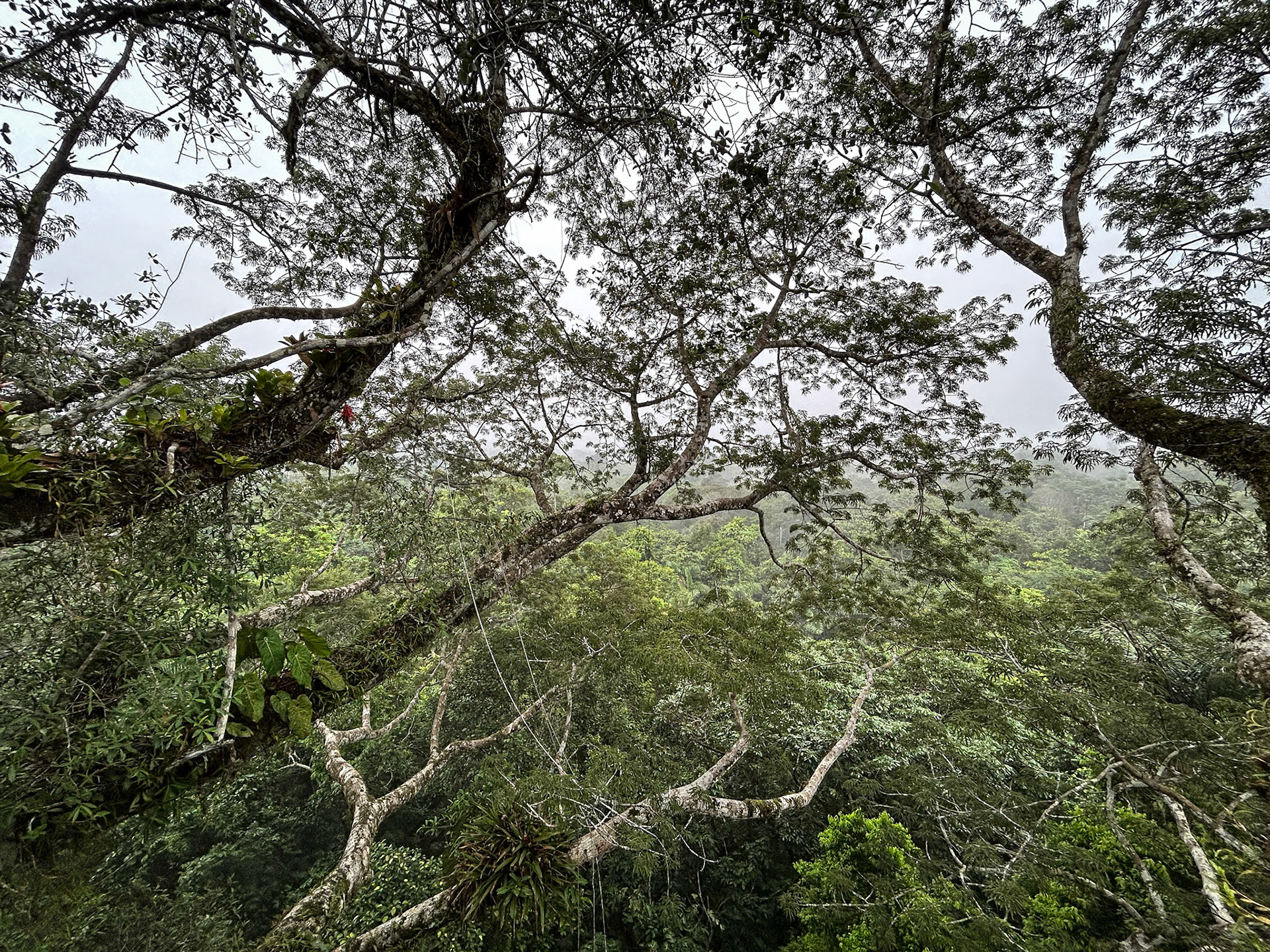 Sani Lodge Tower in Kapok Tree
