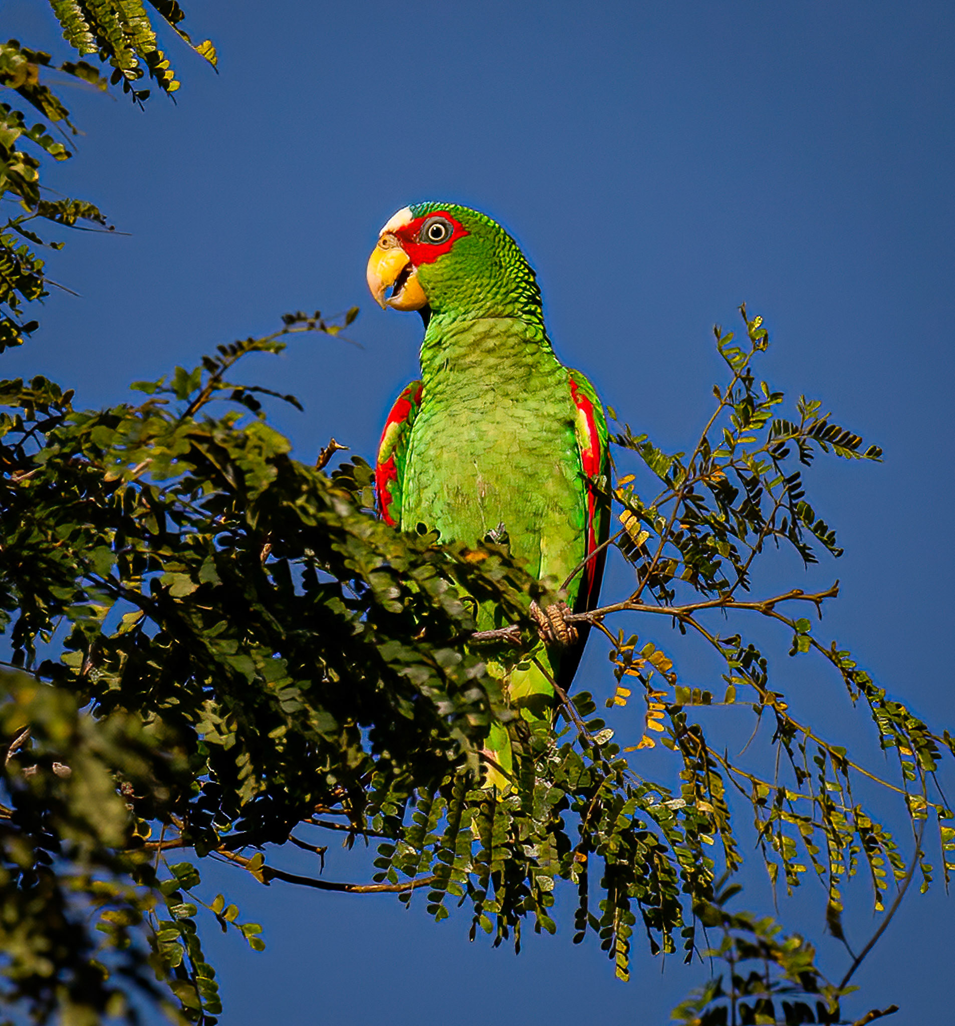 White-fronted Parrot