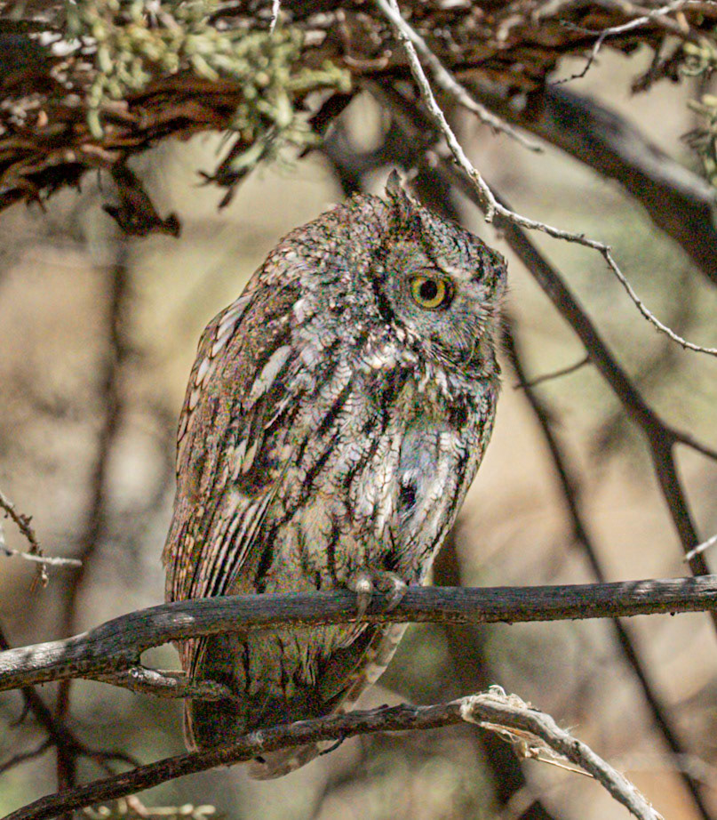 Western Screech-Owl