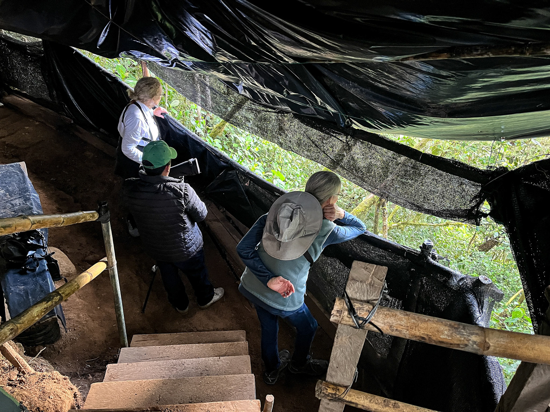 Cock-of-the-Rock Lek "Blind"