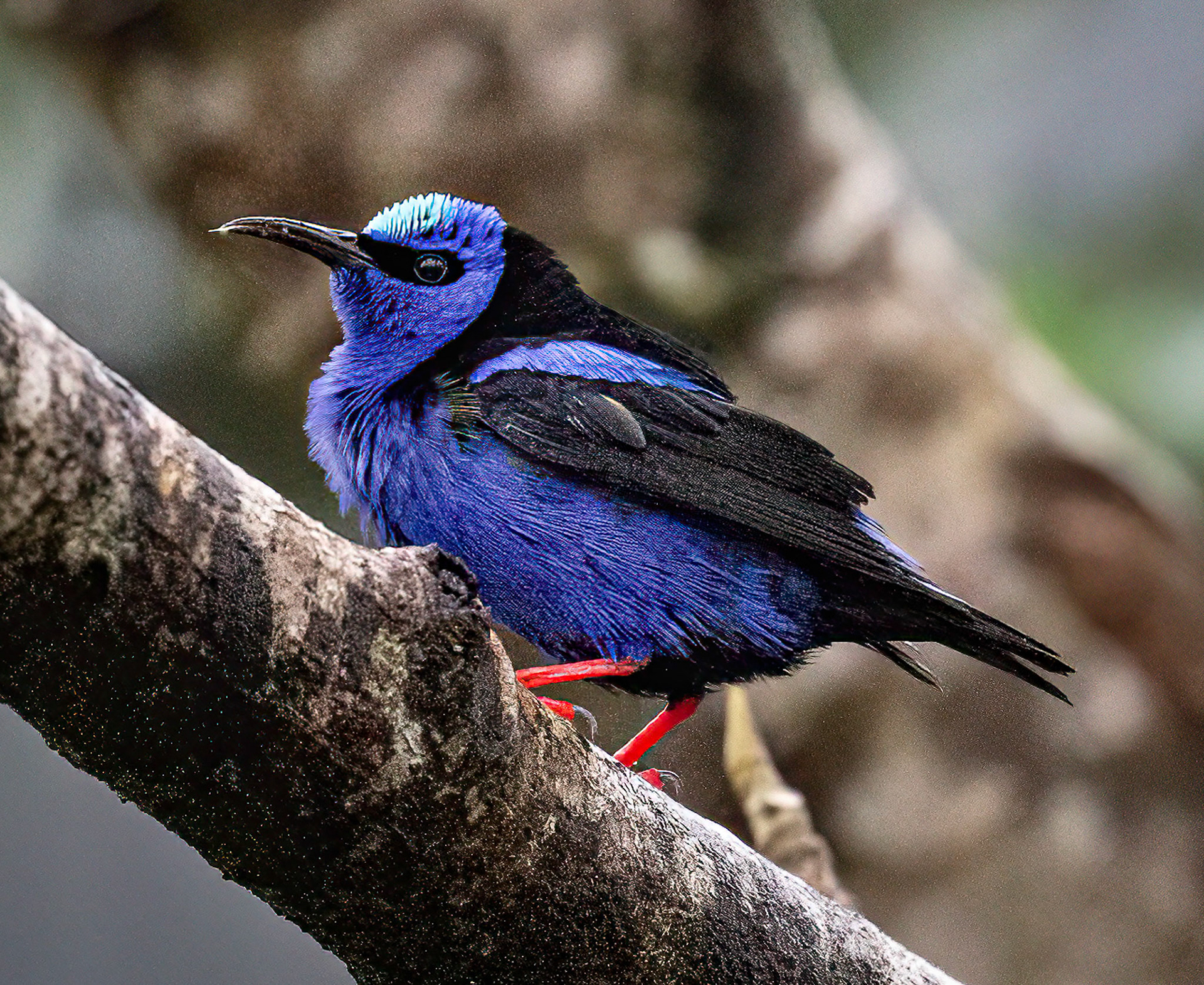 Red-legged Honeycreeper