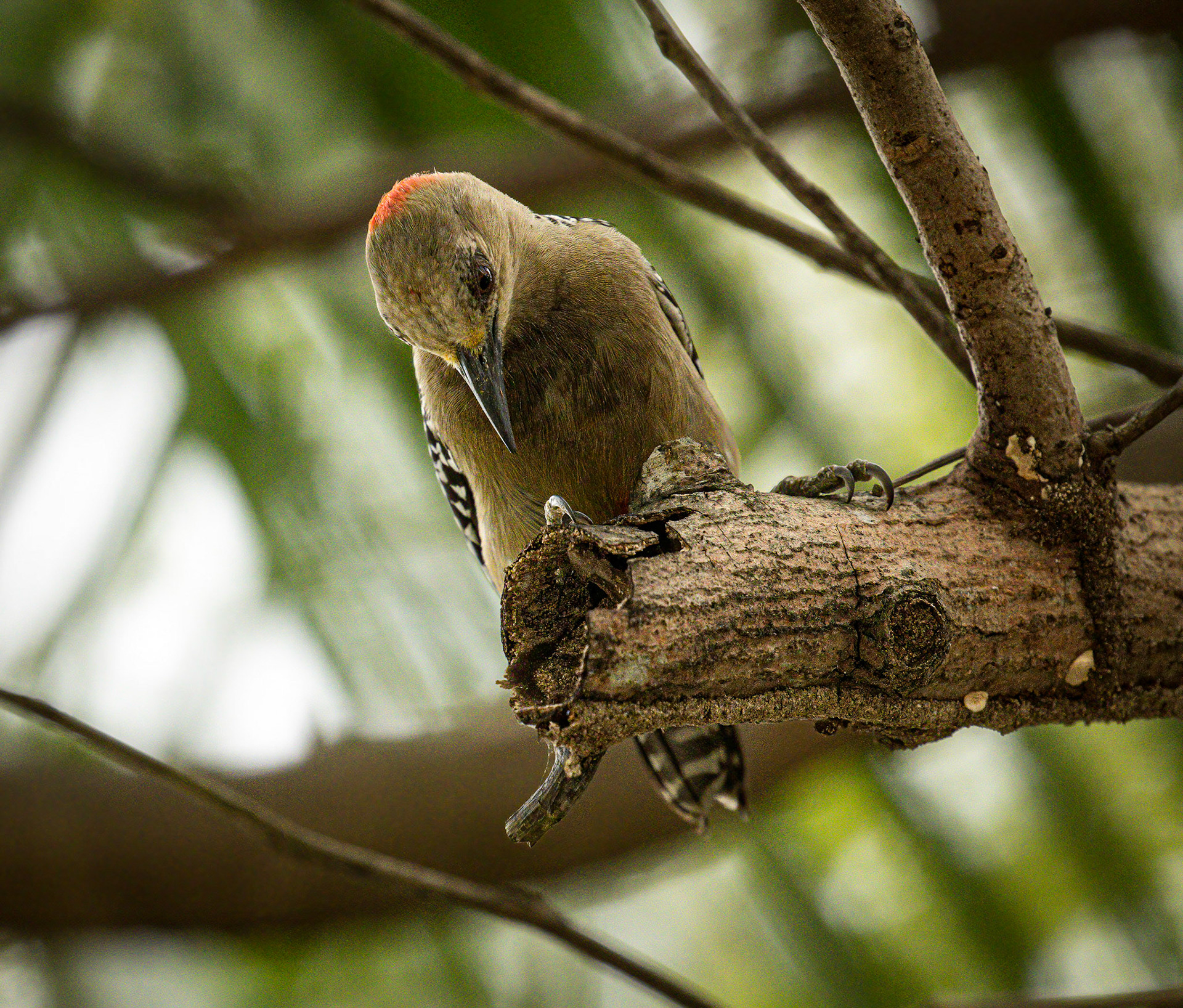 Red-capped Woodpecker