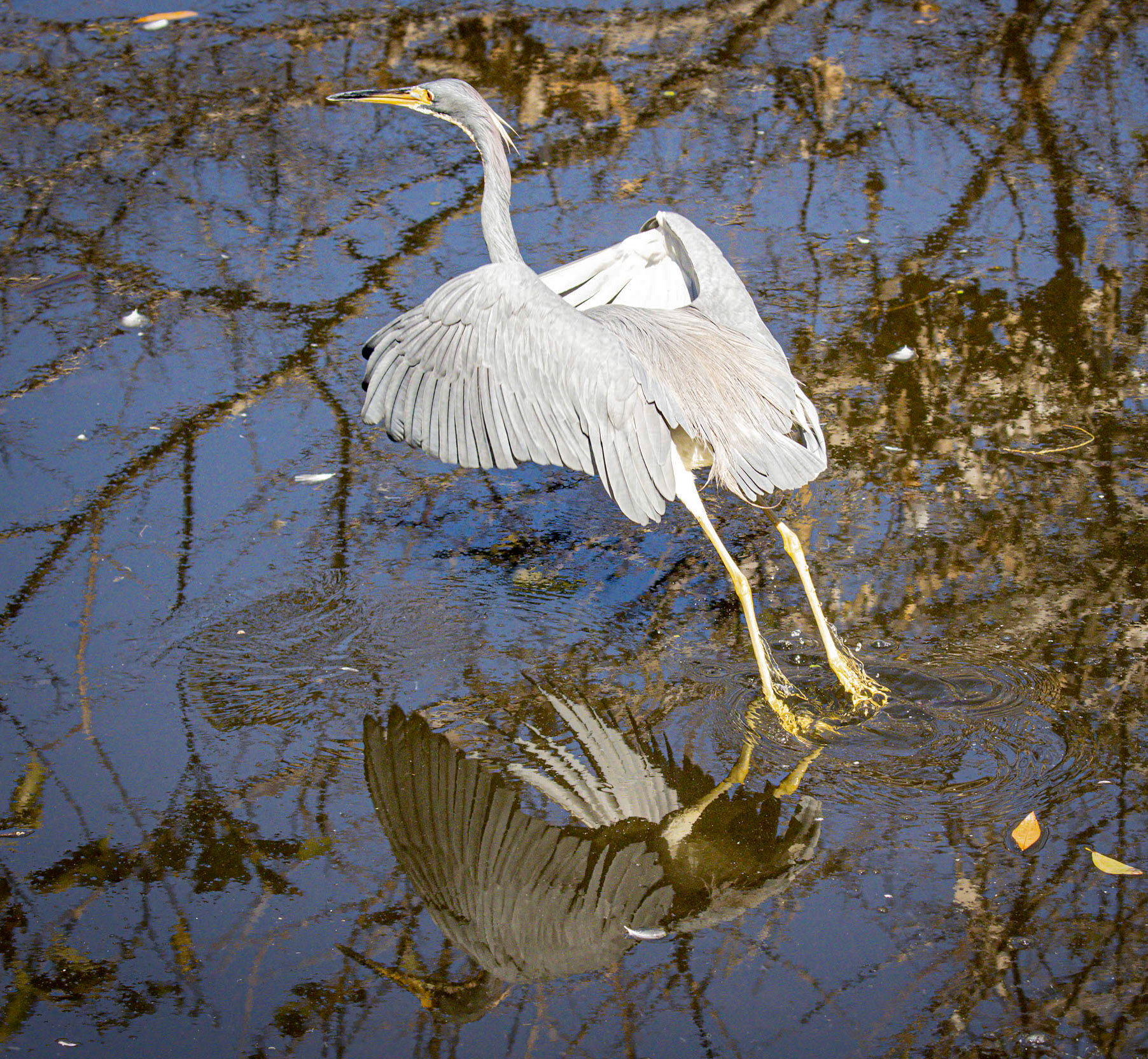 Tri-colored Heron