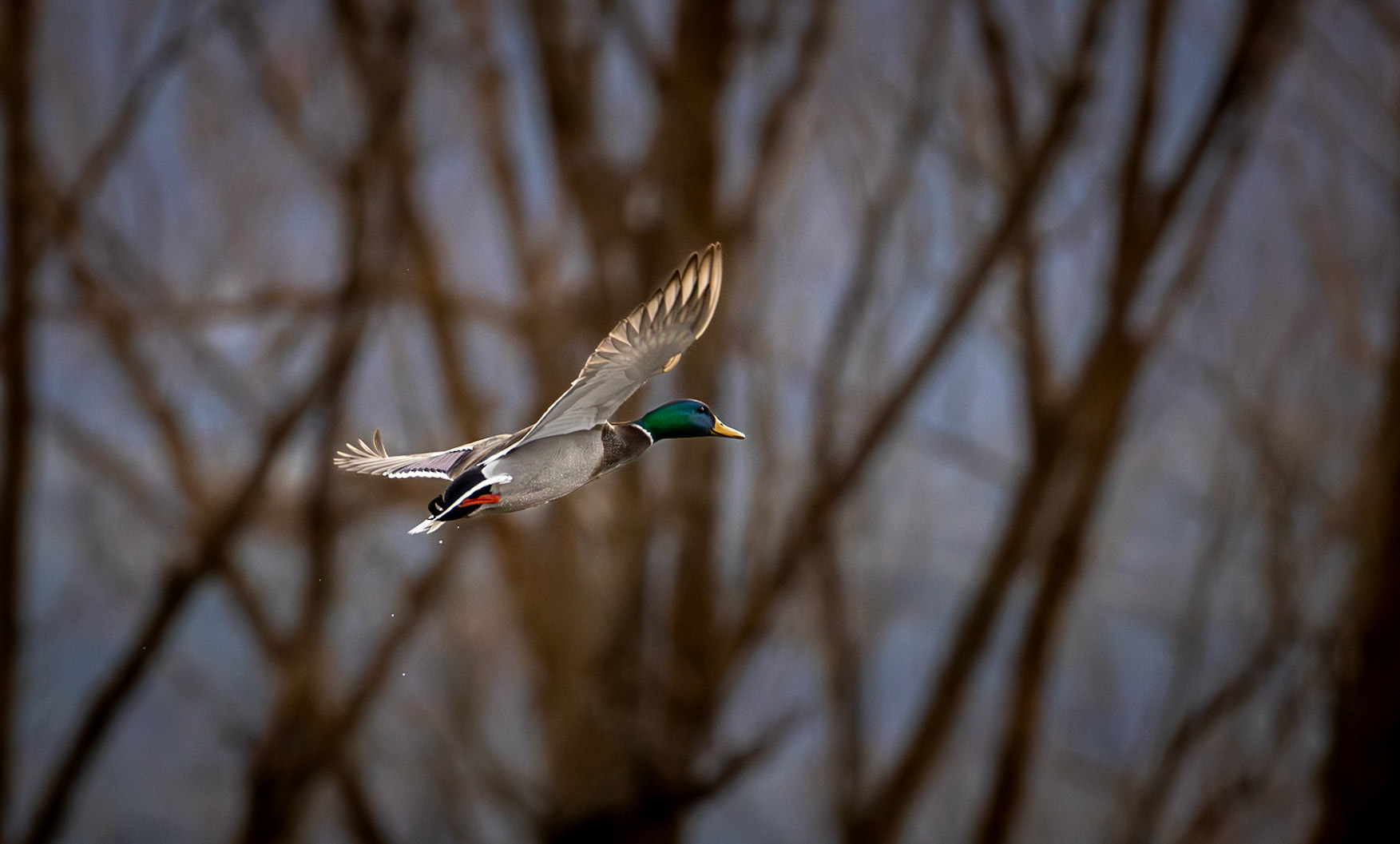 Mallard Duck