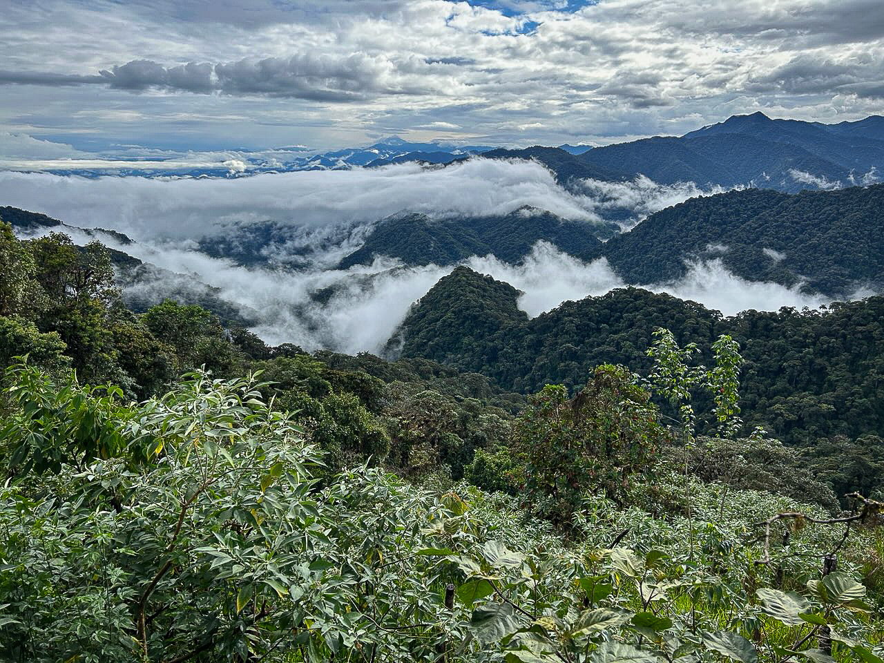 Why it's called a "Cloud Forest"