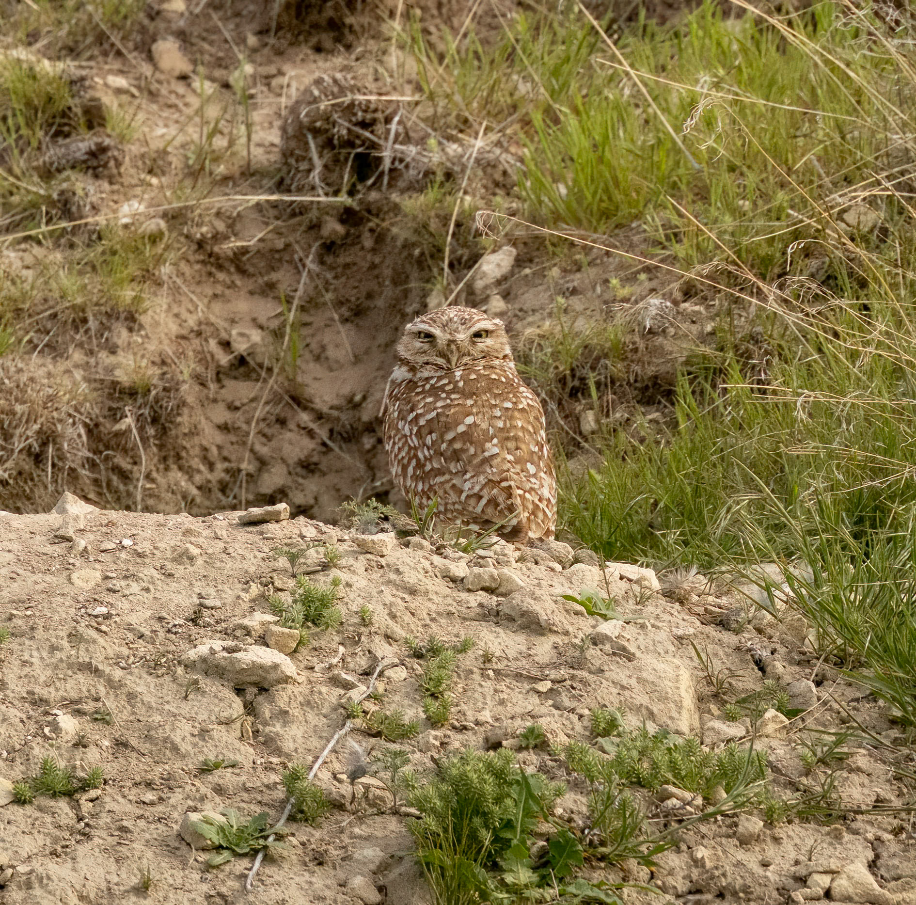Burrowing Owl