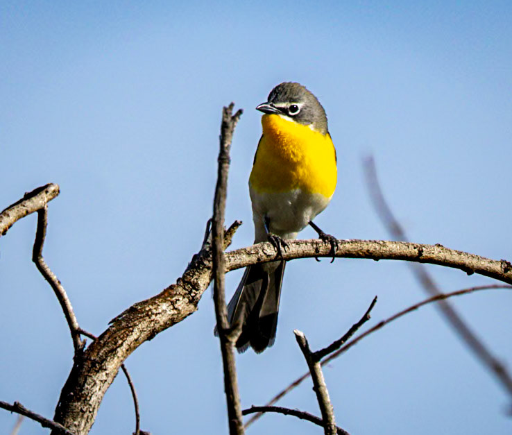 Yellow-breasted Chat