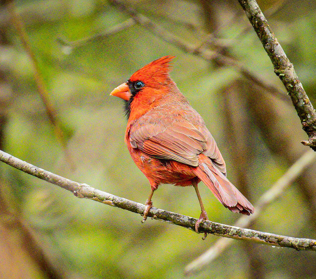 Northern Cardinal