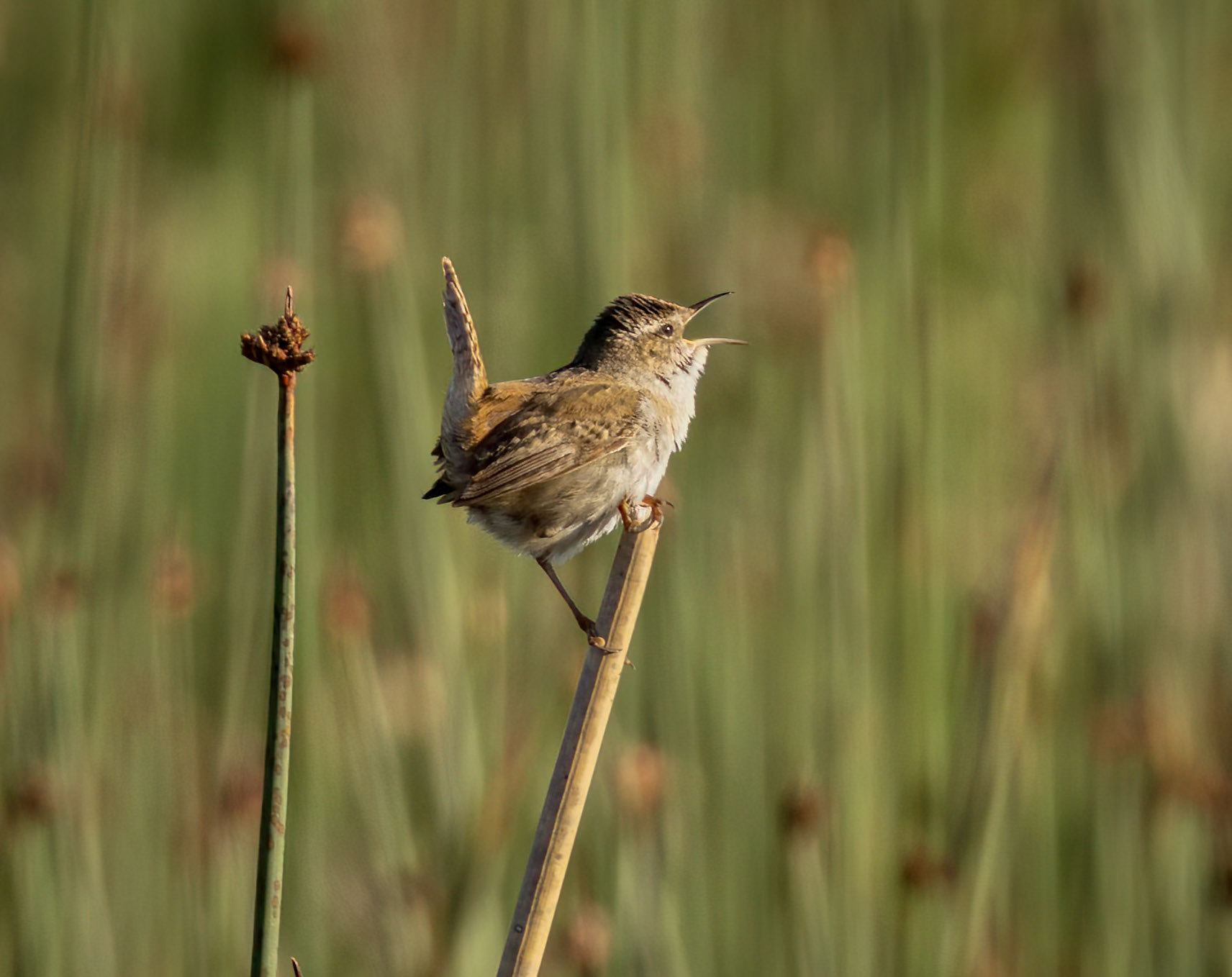 Marsh Wren