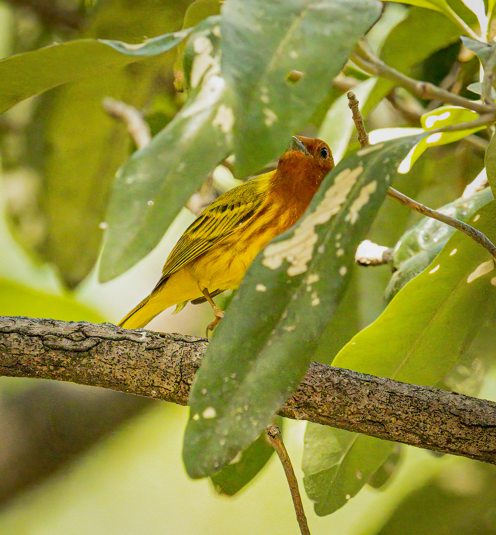 Mangrove Warbler