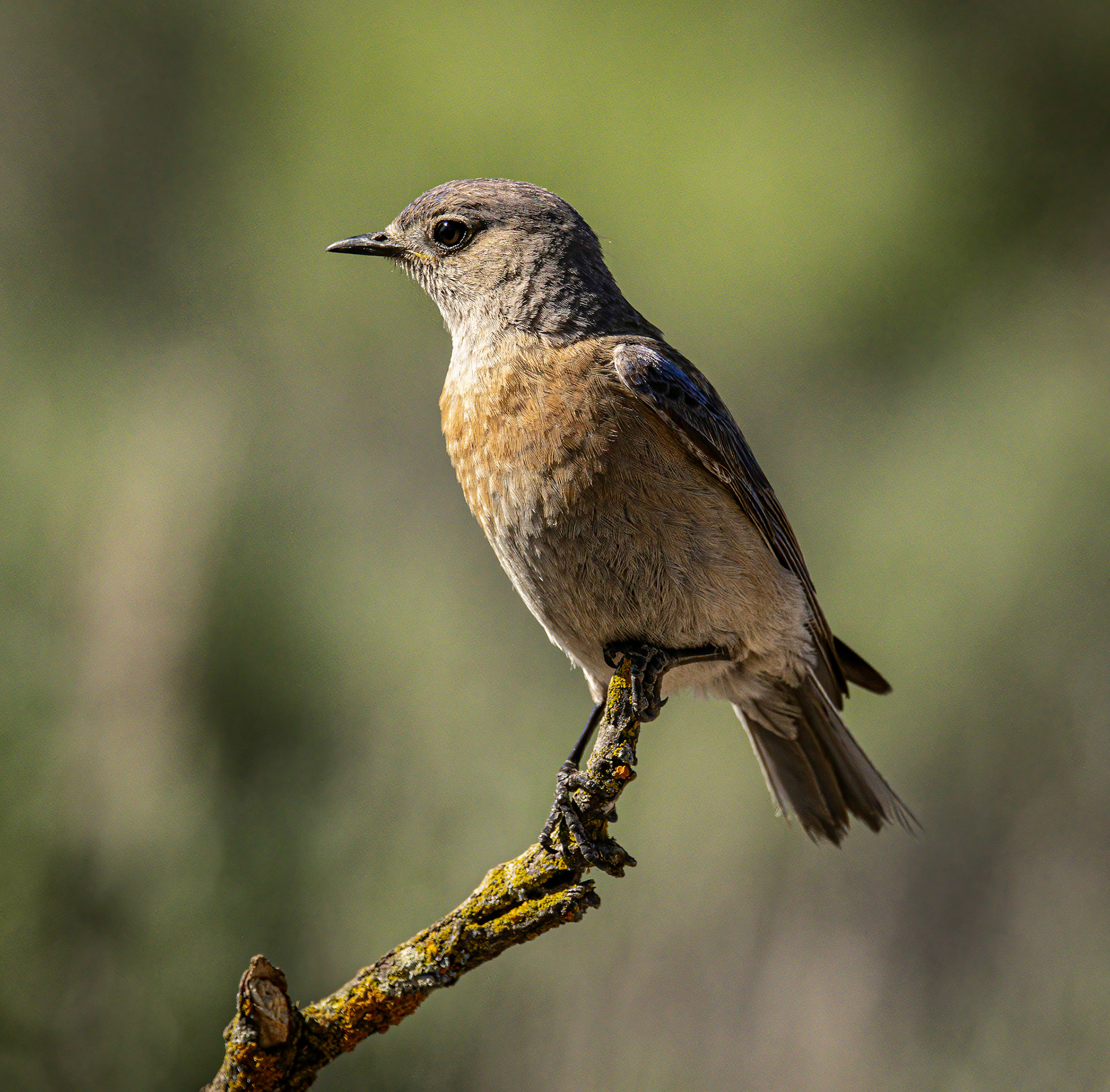 Mountain Bluebird