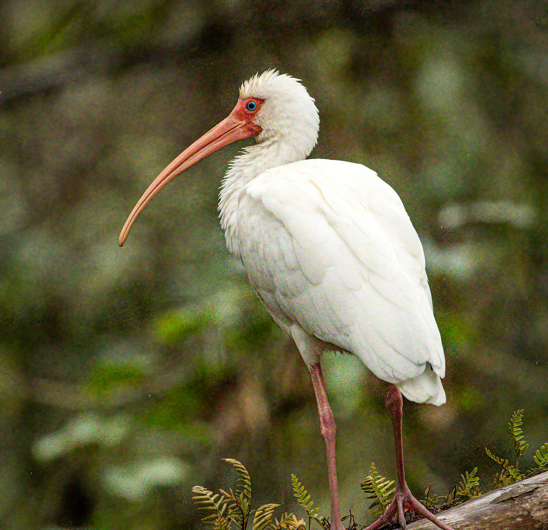 White Ibis