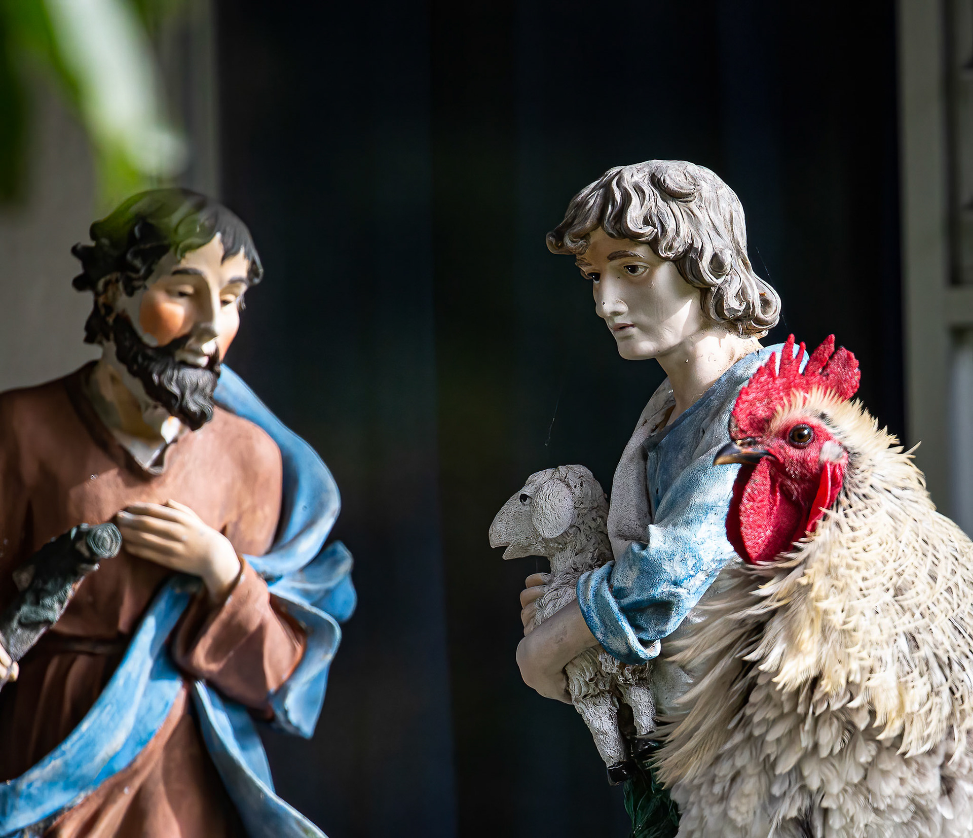 Chicken joins the Nativity Scene