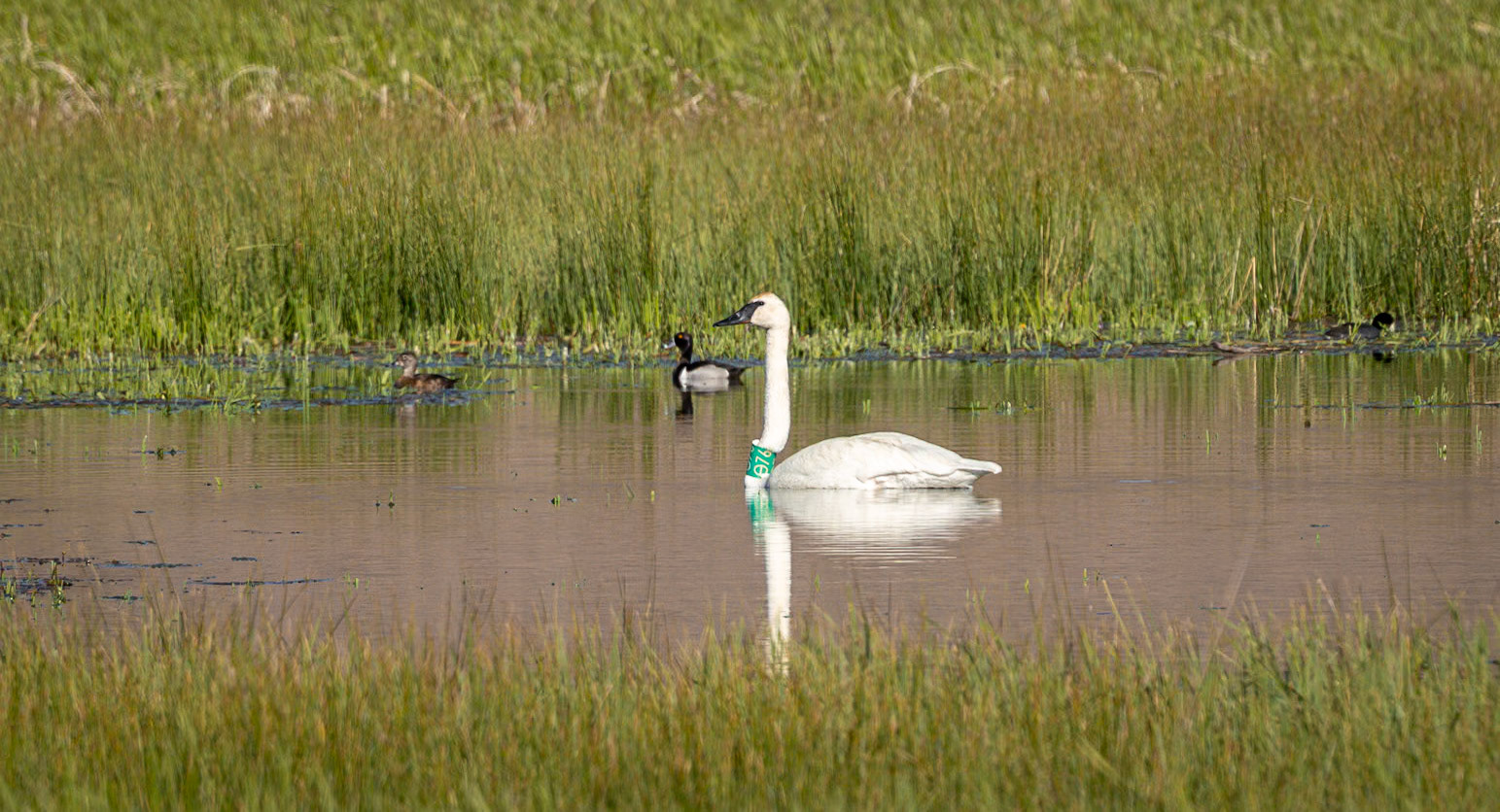 Tundra Swan with tag on neck
