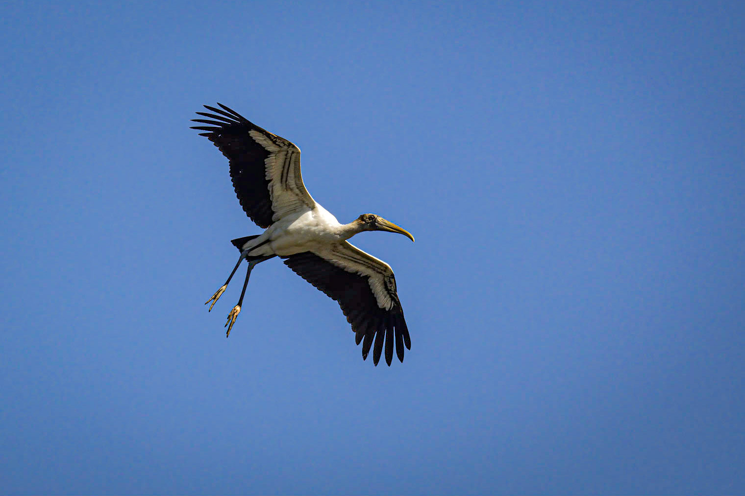 Wood Stork