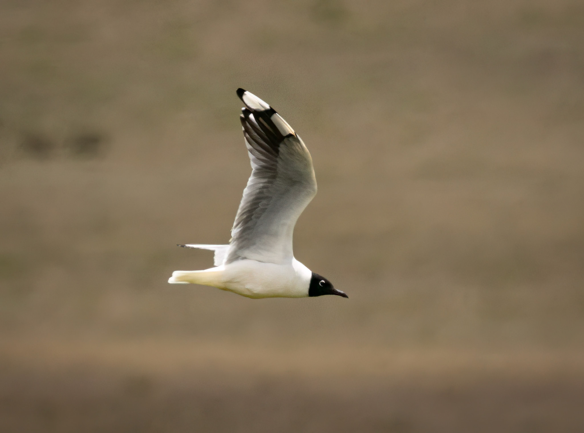 Andean Gull