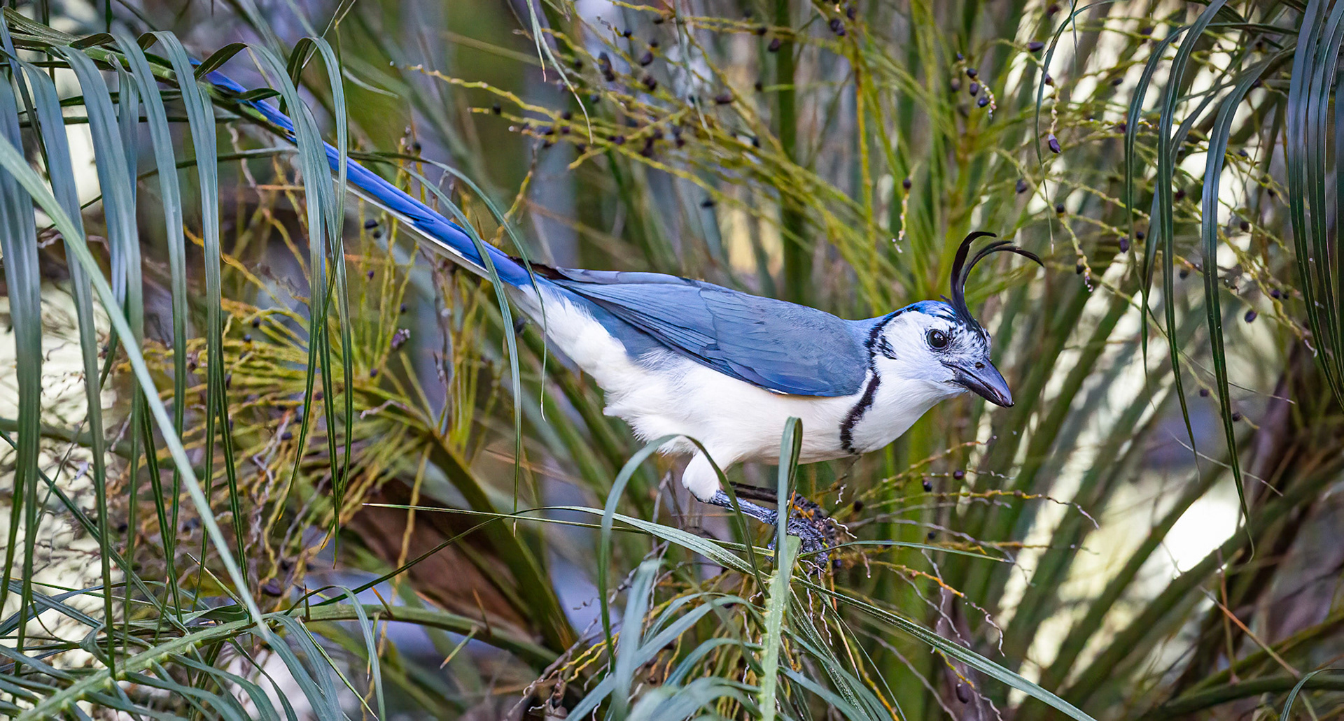 White-throated Magpie-Jay