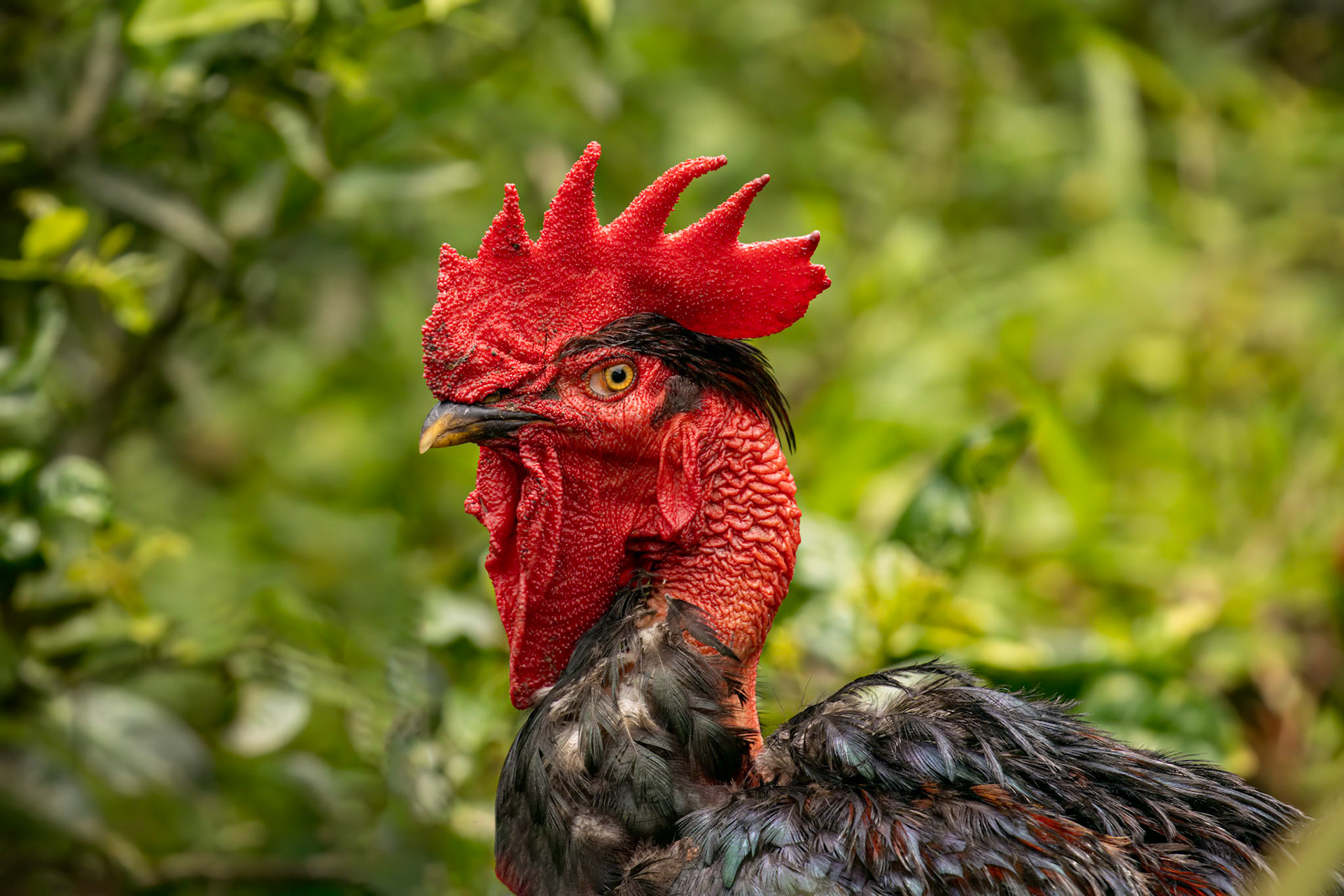 Red Junglefowl Rooster