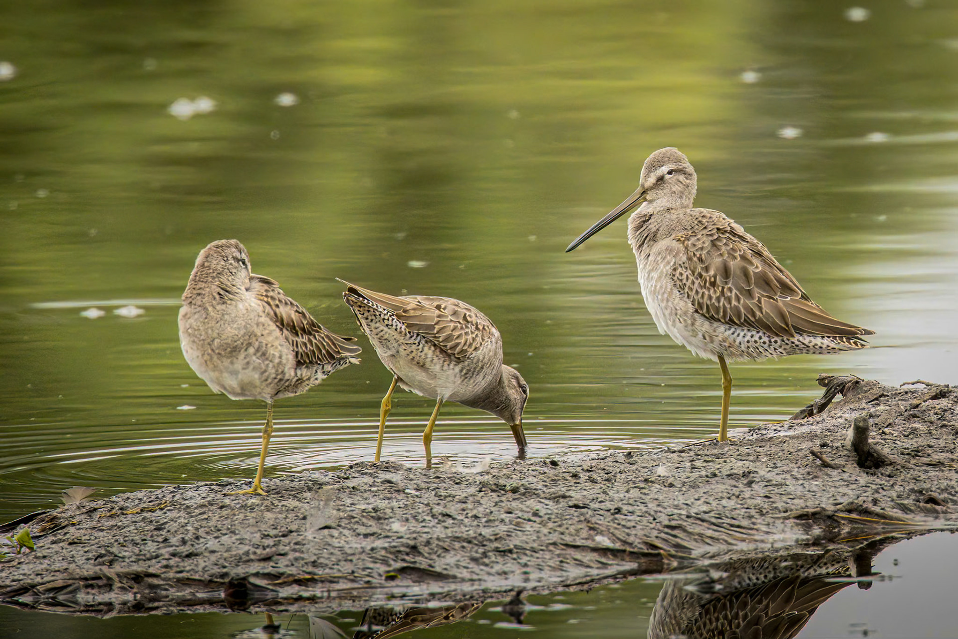 Short-billed Dowitcher