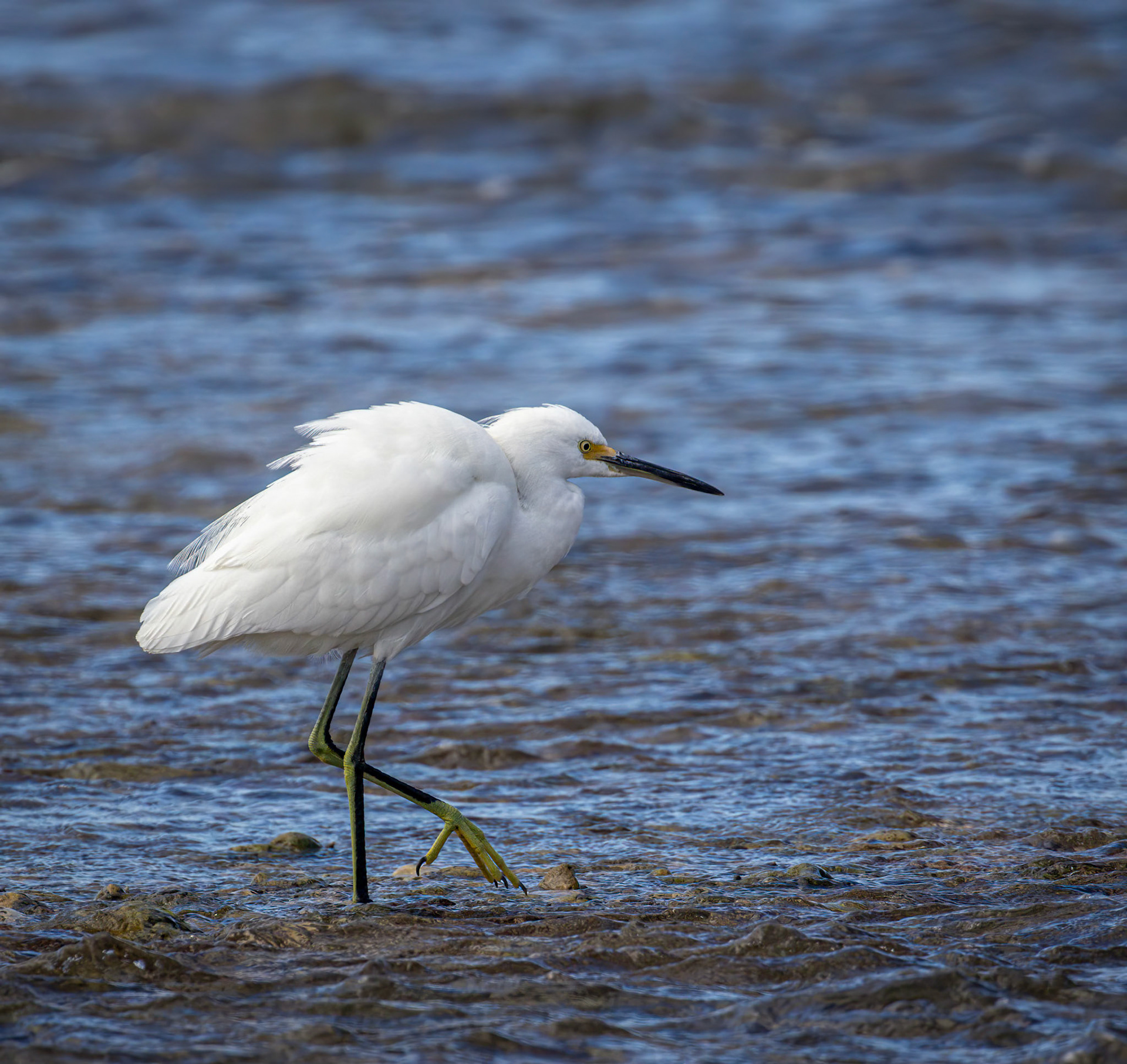 Snowy Egret