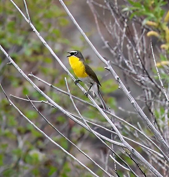 Yellow-breasted Chat