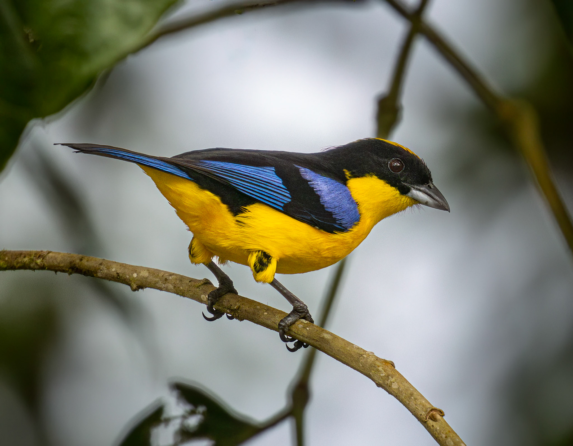 Thick-billed Euphonia
