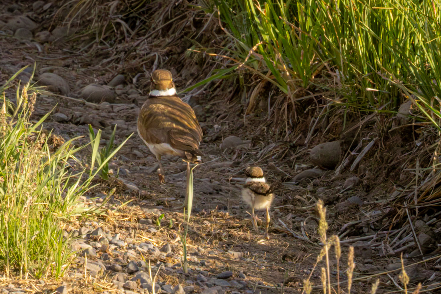 Killdeer (fledge)