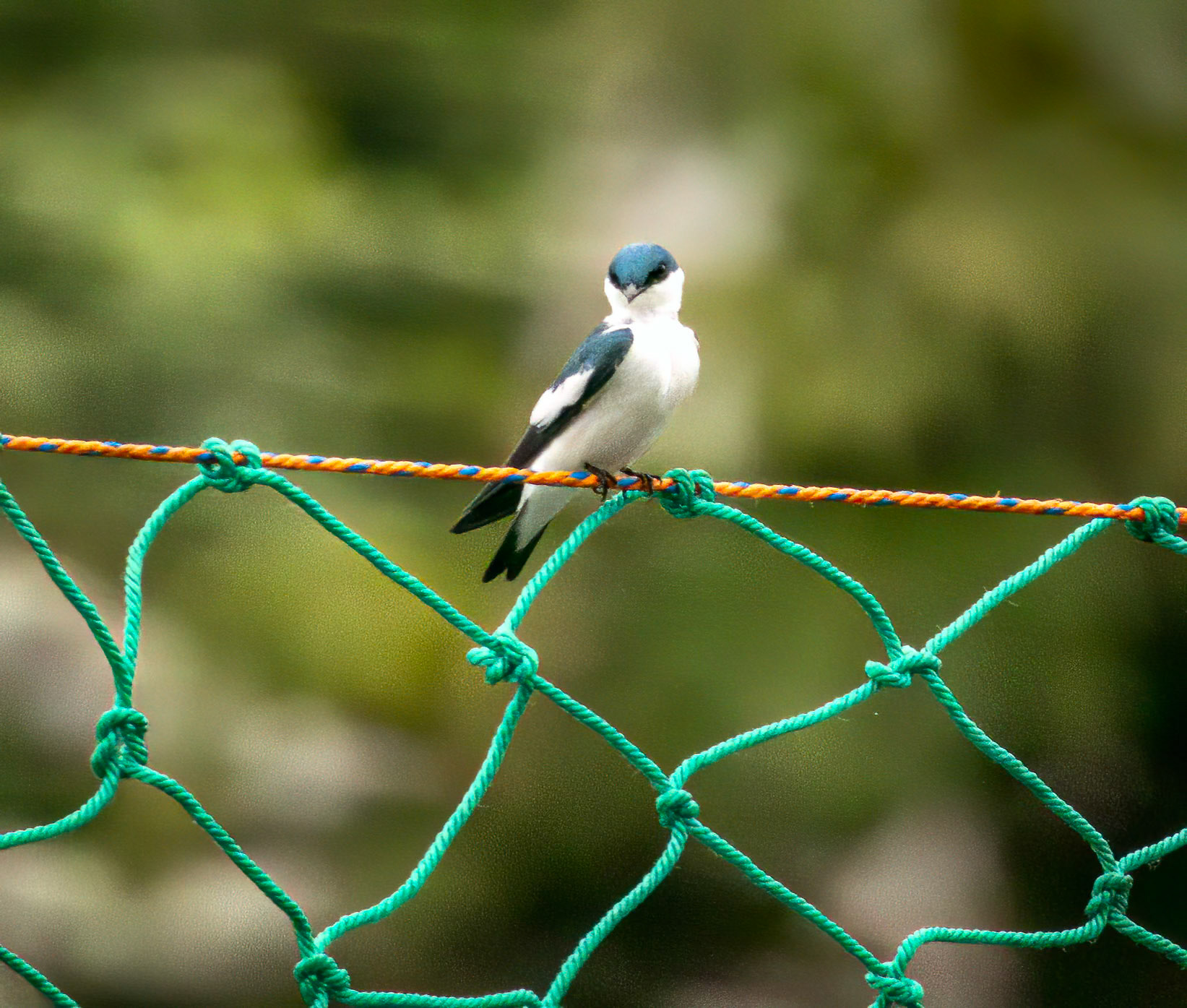 White-winged Swallow