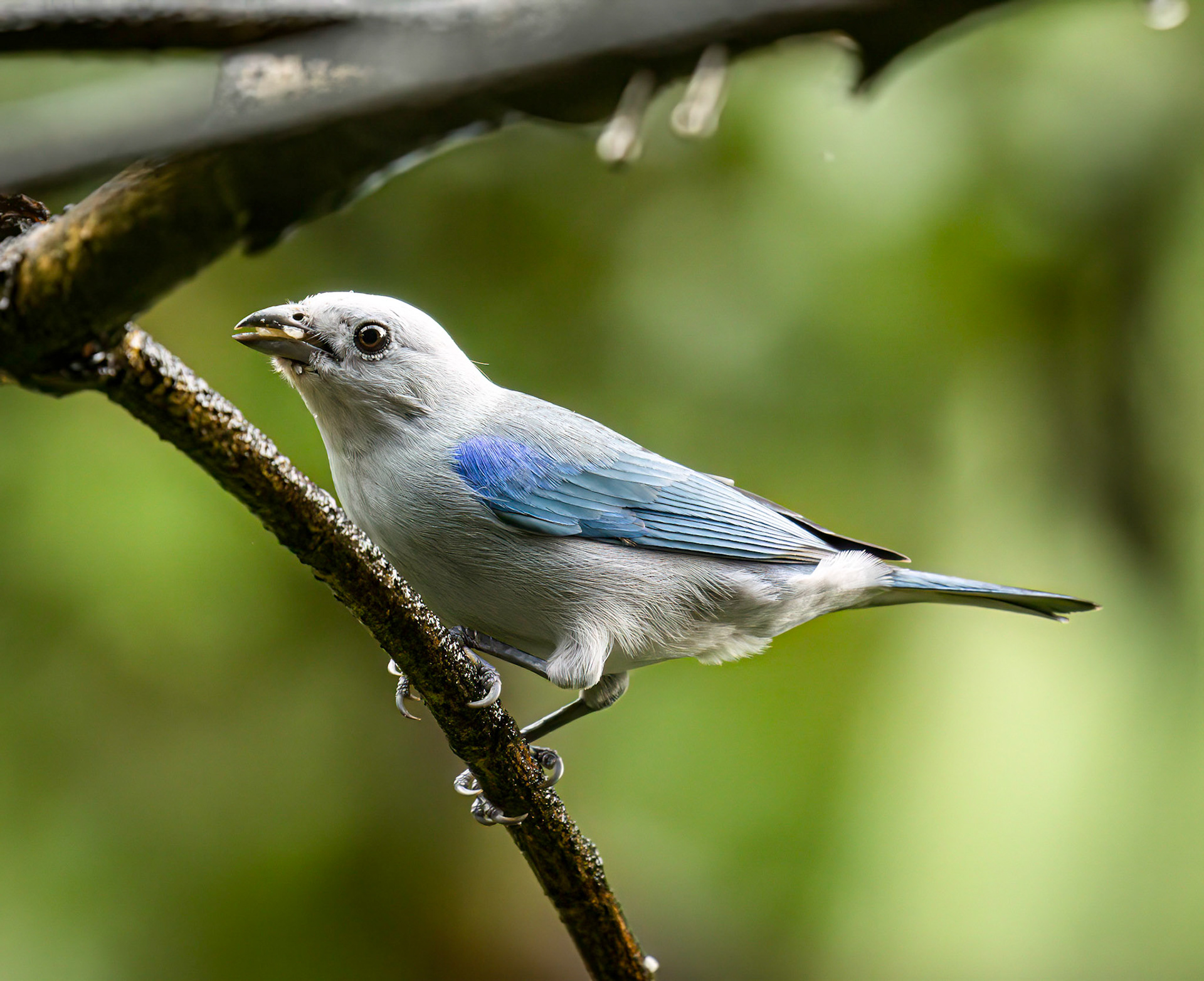 Blue &amp; Gray Tanager