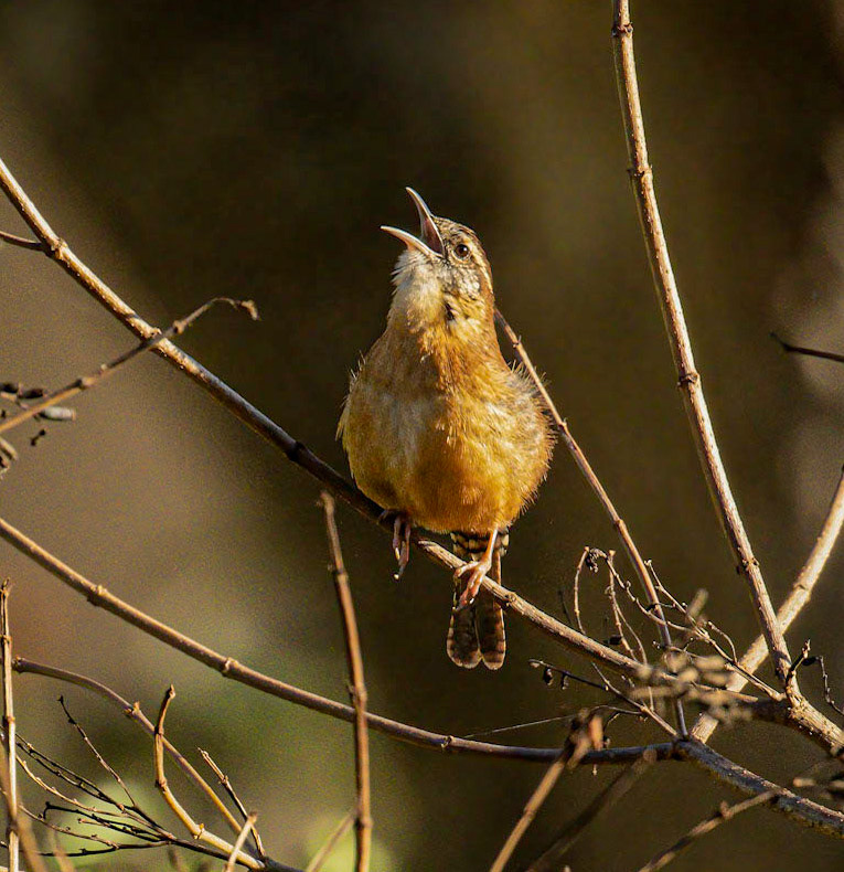 Carolina Wren